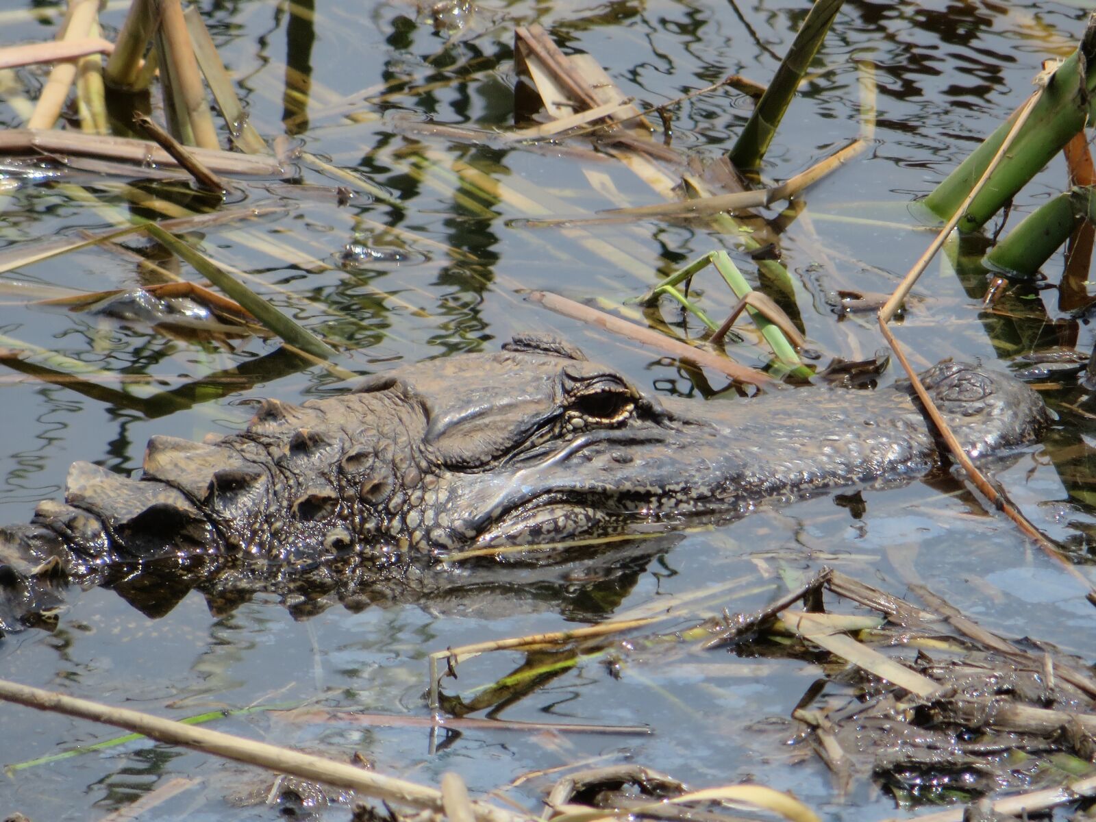 Canon PowerShot SX280 HS sample photo. Alligator, nature, marsh photography