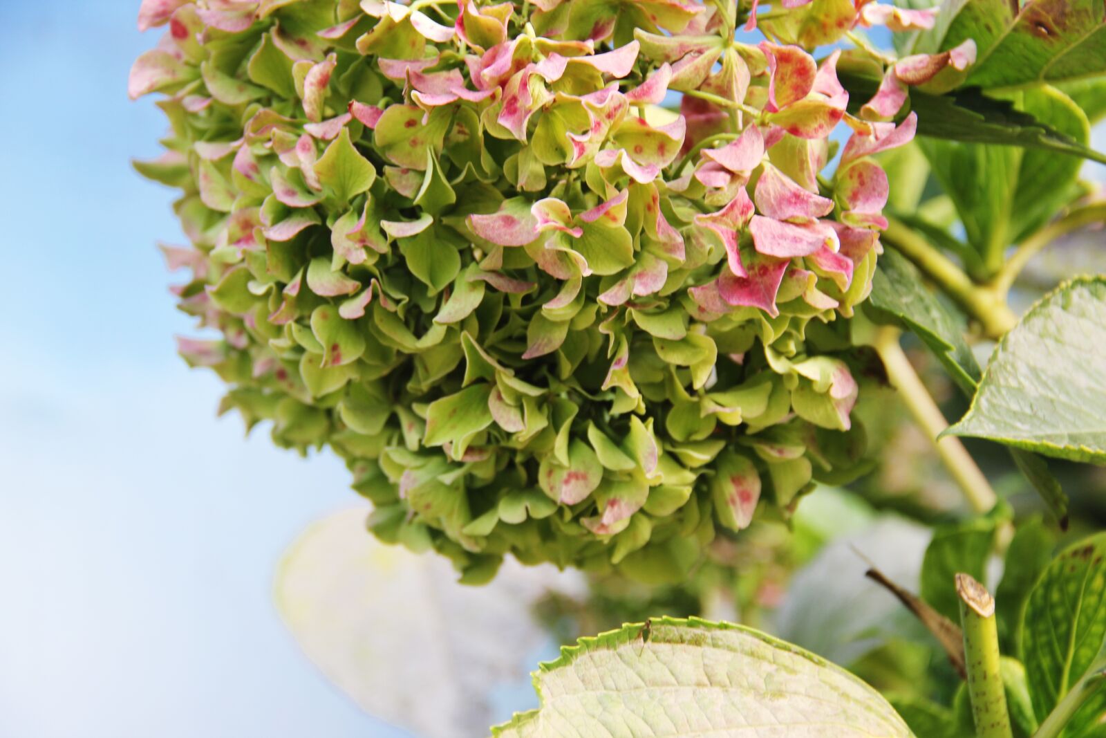 Canon EOS 60D sample photo. Hydrangea, green, residual spend photography