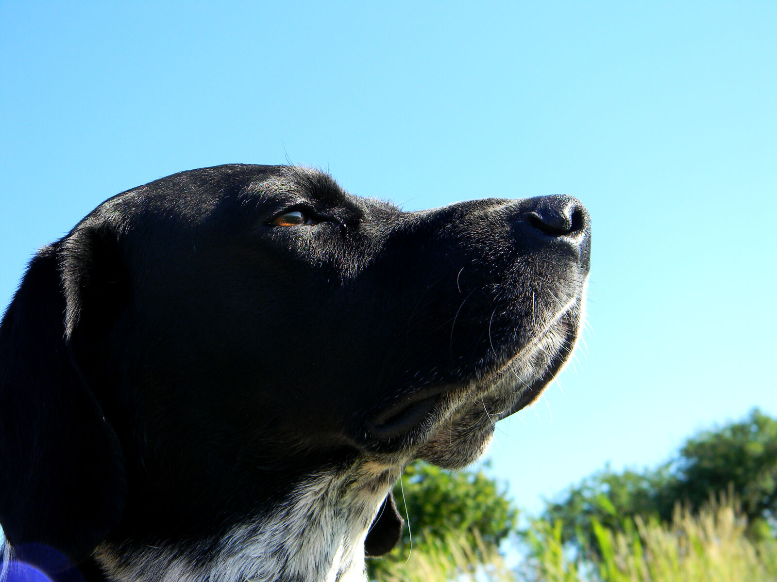 Nikon Coolpix L110 sample photo. Blue, sky, dog, smelling photography