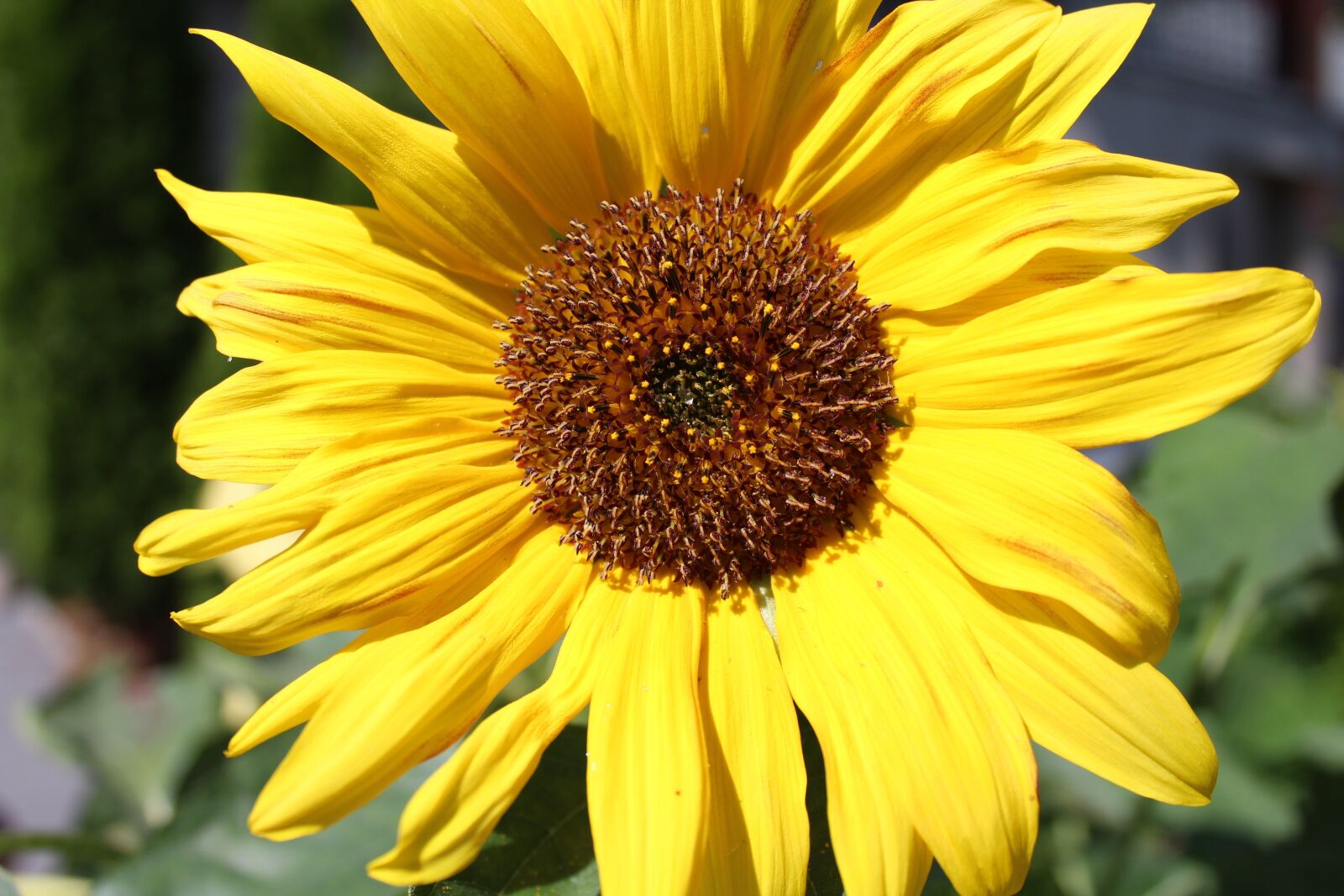 Canon EOS 1200D (EOS Rebel T5 / EOS Kiss X70 / EOS Hi) sample photo. Sunflower, plant, nature photography