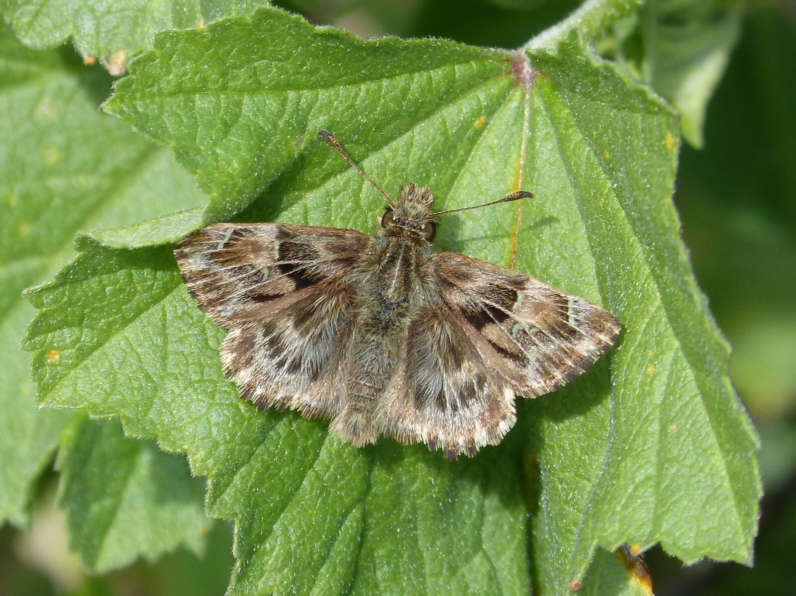 Panasonic DMC-FZ62 sample photo. Carcharodus alceae, butterfly, moth photography