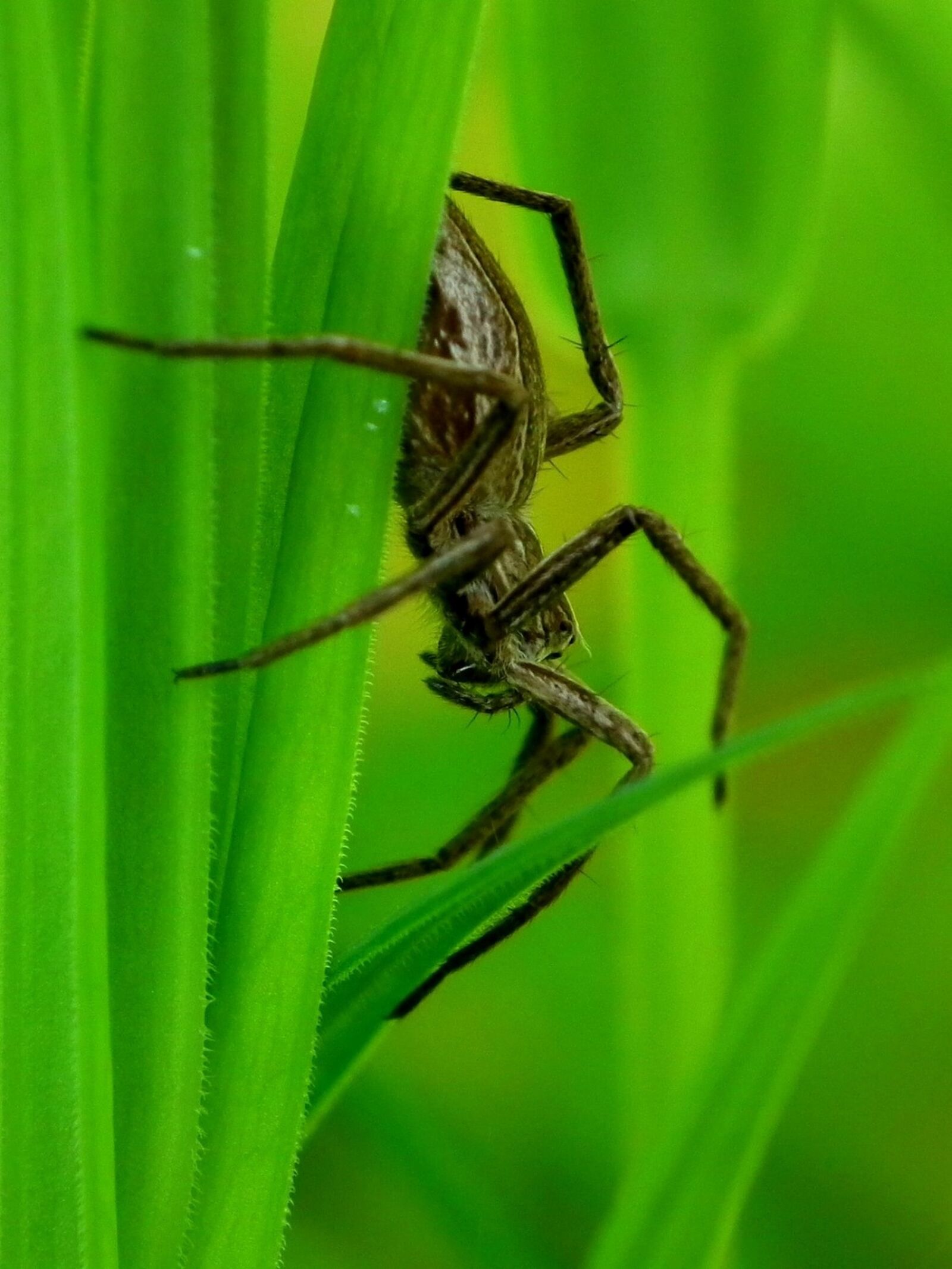 FujiFilm FinePix HS10 (FinePix HS11) sample photo. Spider, insect, my photography