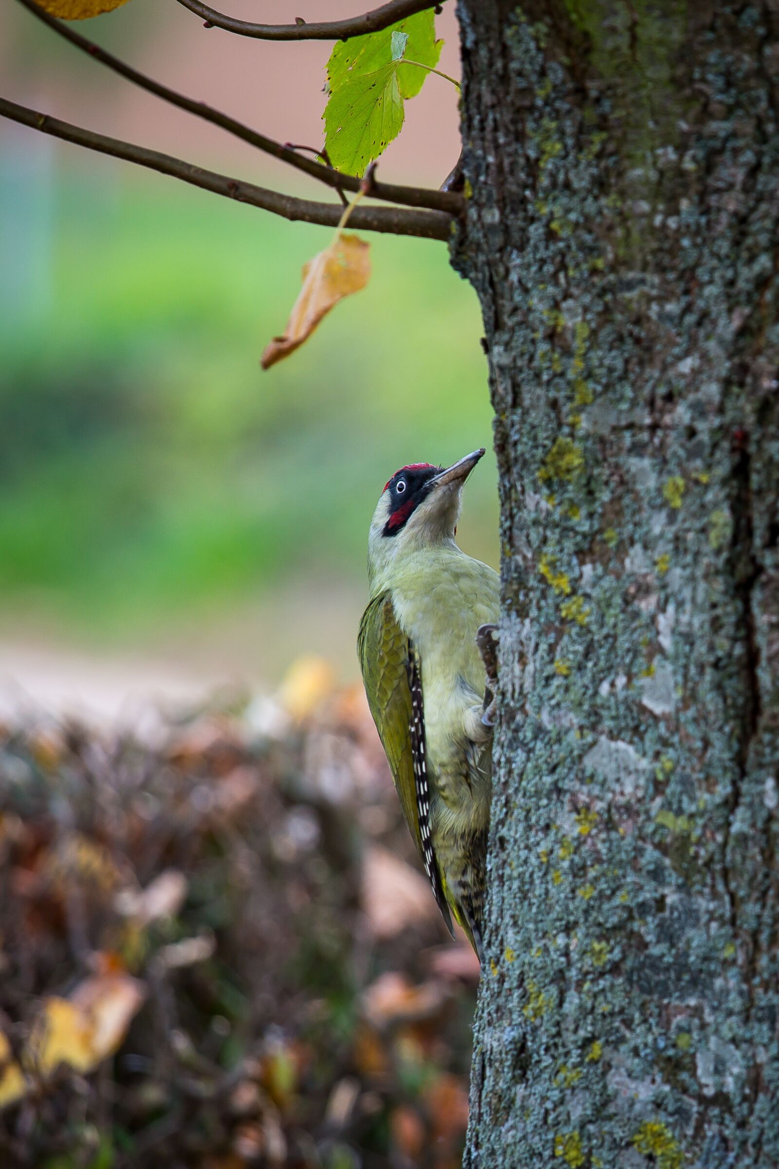 Canon EOS 5D Mark III + Canon EF 70-200mm F4L IS USM sample photo. Green woodpecker, picus viridis photography
