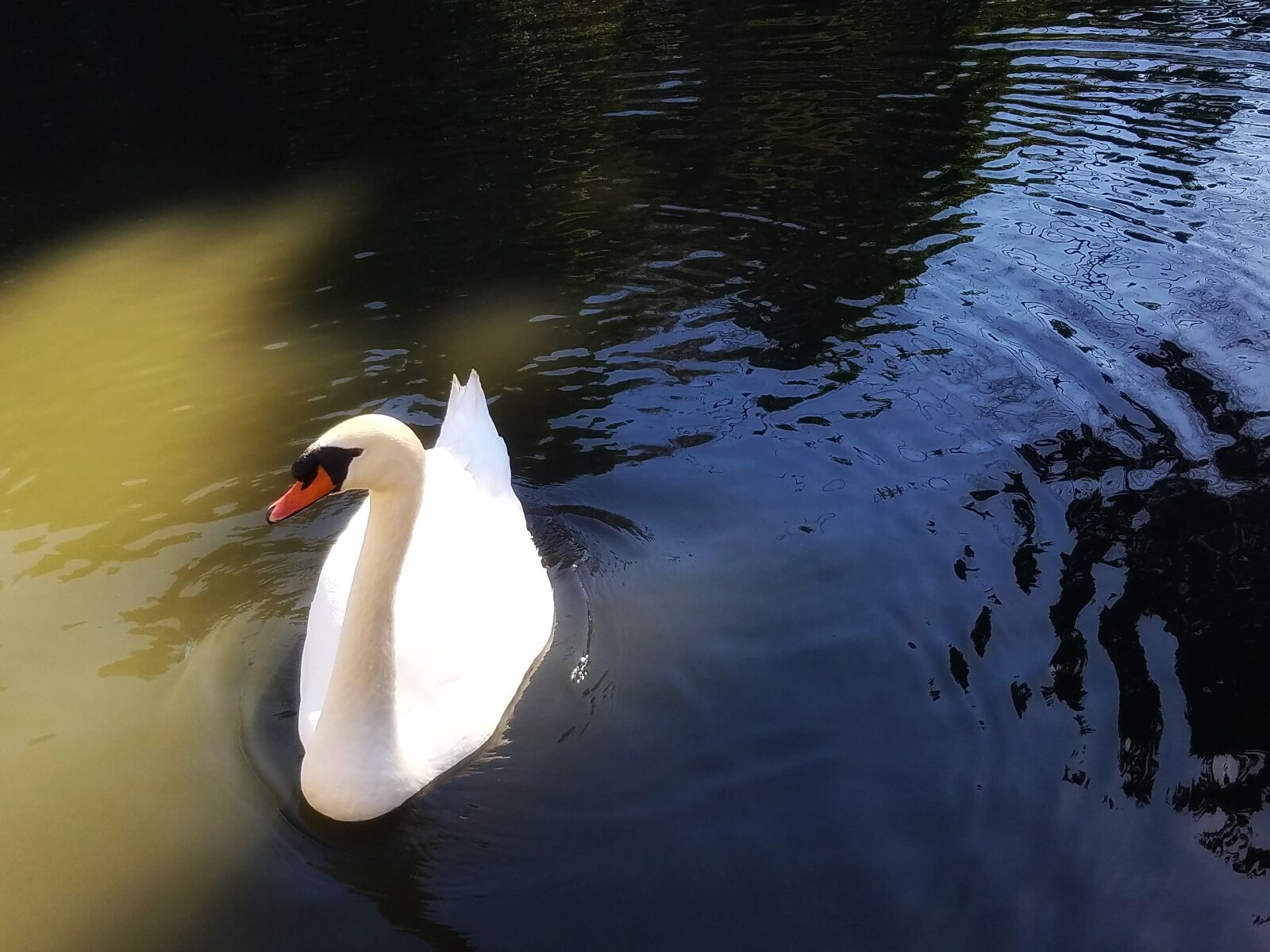 Samsung Galaxy S7 Edge sample photo. Swan, pond, lake photography