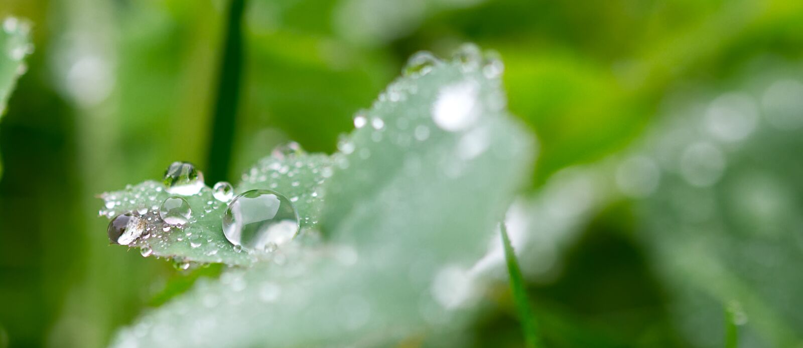 Nikon D3100 sample photo. Water, drop of water photography