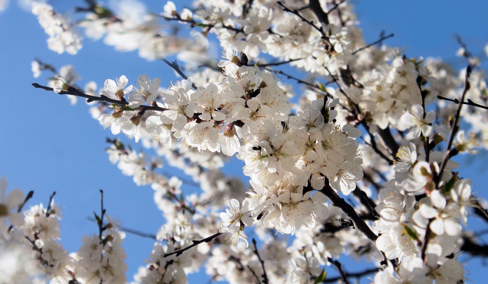 Canon EOS 1100D (EOS Rebel T3 / EOS Kiss X50) sample photo. Cherry blossoms, spring, may photography