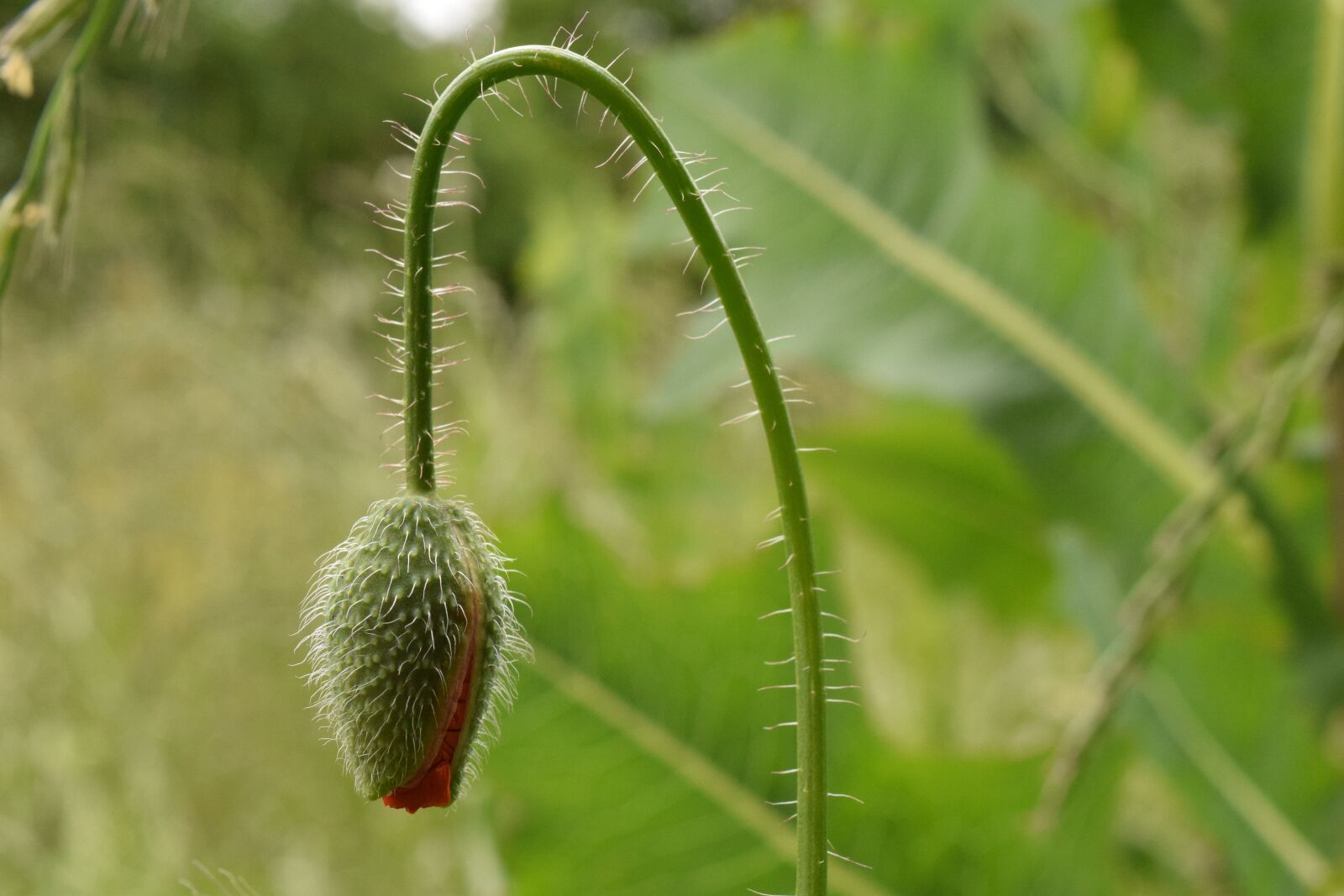 Nikon D3300 sample photo. Poppy, poppy bud, red photography