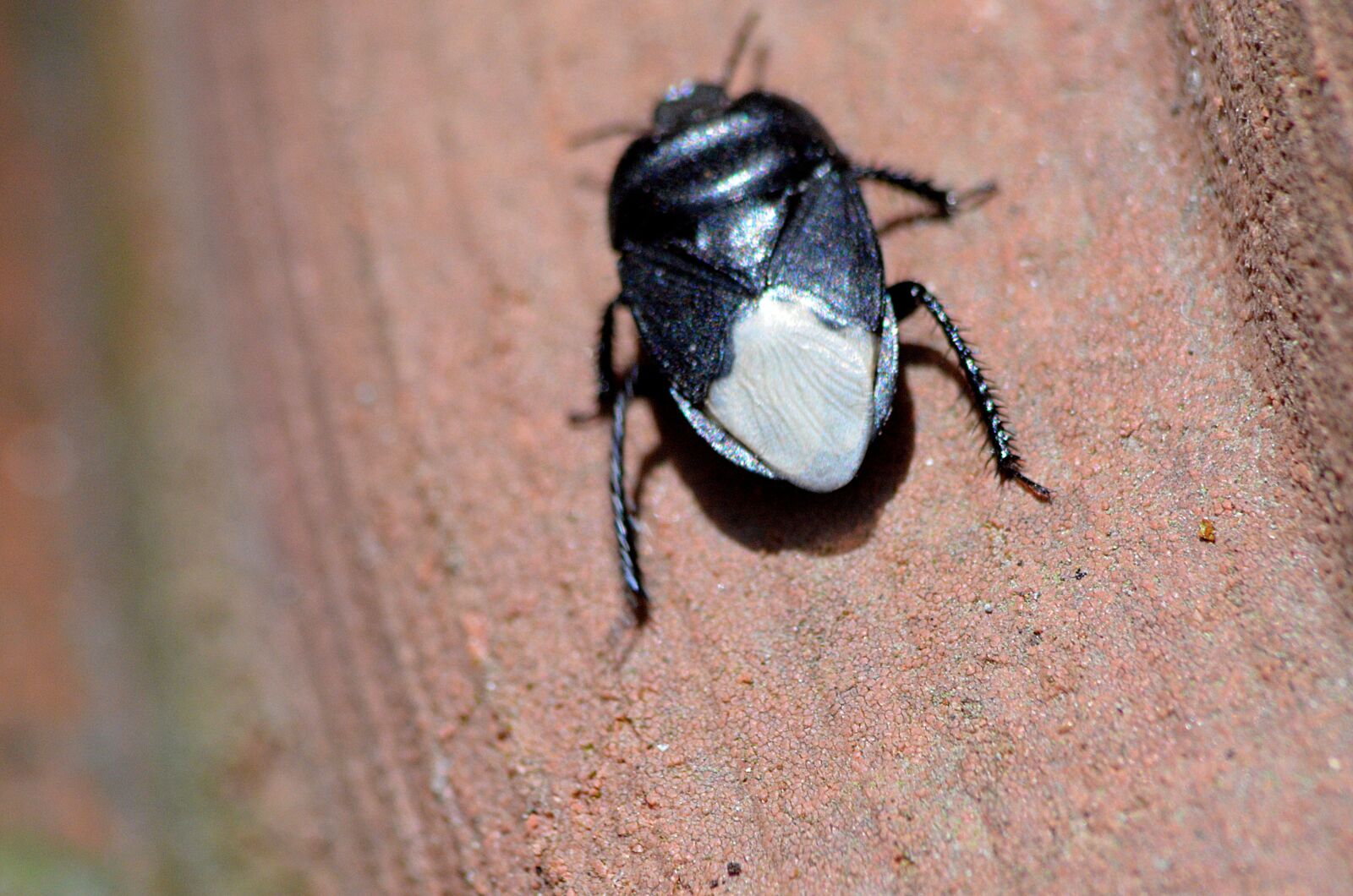 Nikon D5100 sample photo. Scarab, insect, nature photography