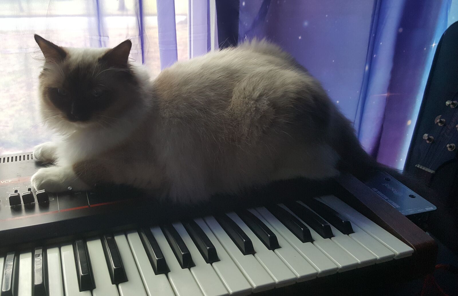 Samsung Galaxy Note5 sample photo. Cat, ragdoll cat, astral photography