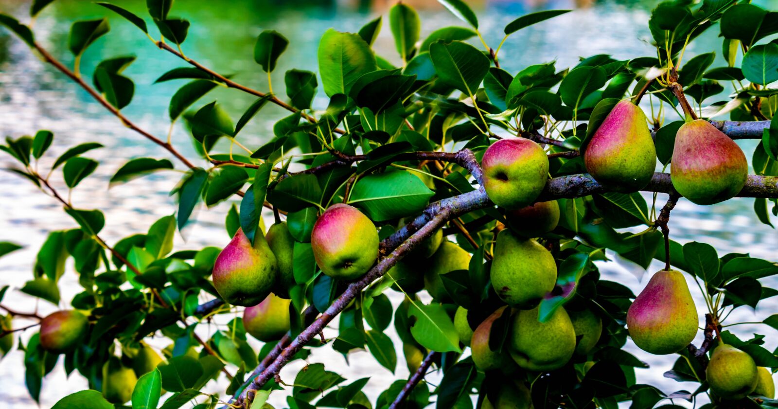 Canon EOS 200D (EOS Rebel SL2 / EOS Kiss X9) sample photo. Pears, tree shrub, garden photography