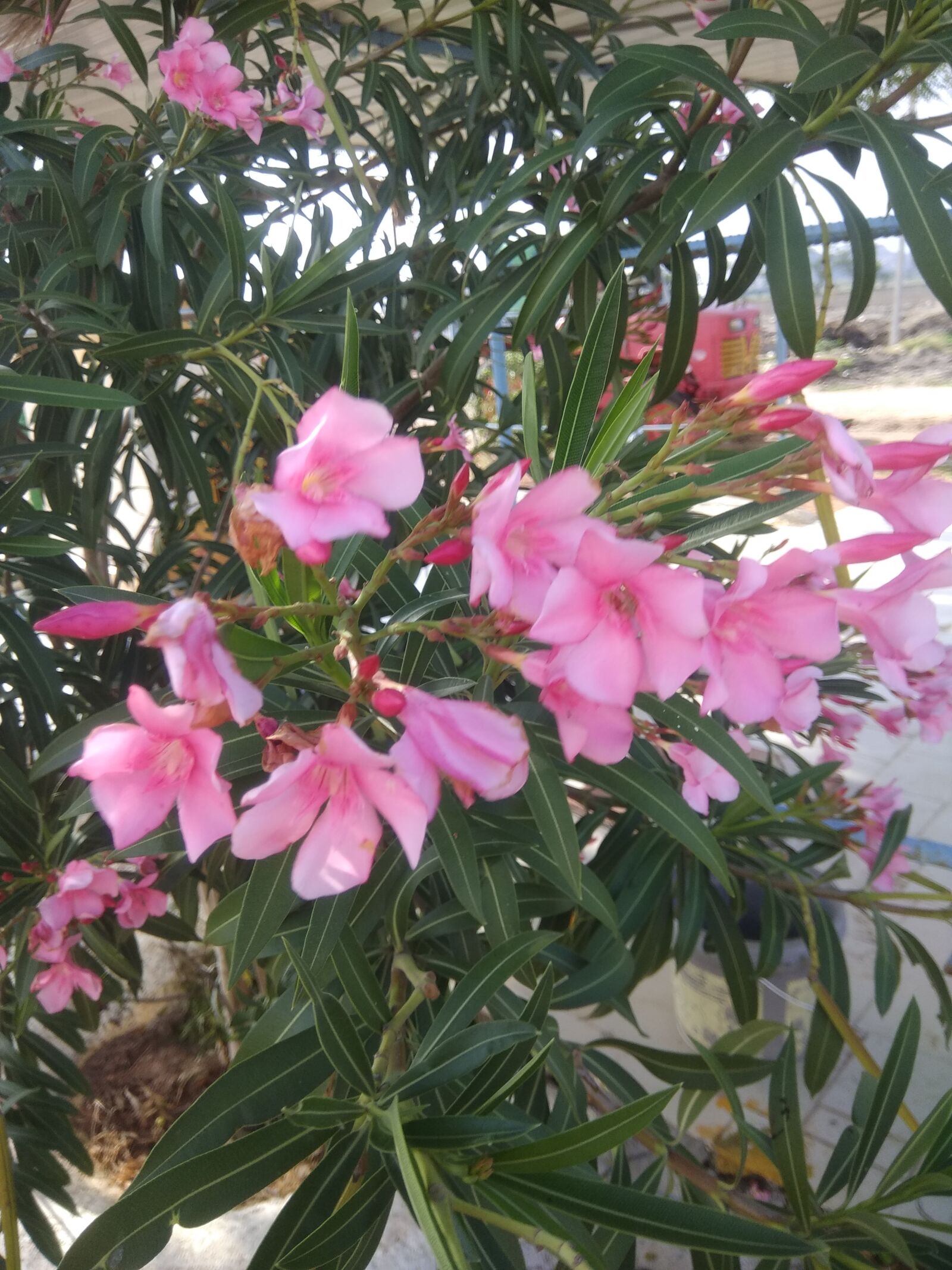 Xiaomi Redmi Note 4 sample photo. Trees, plants, road photography
