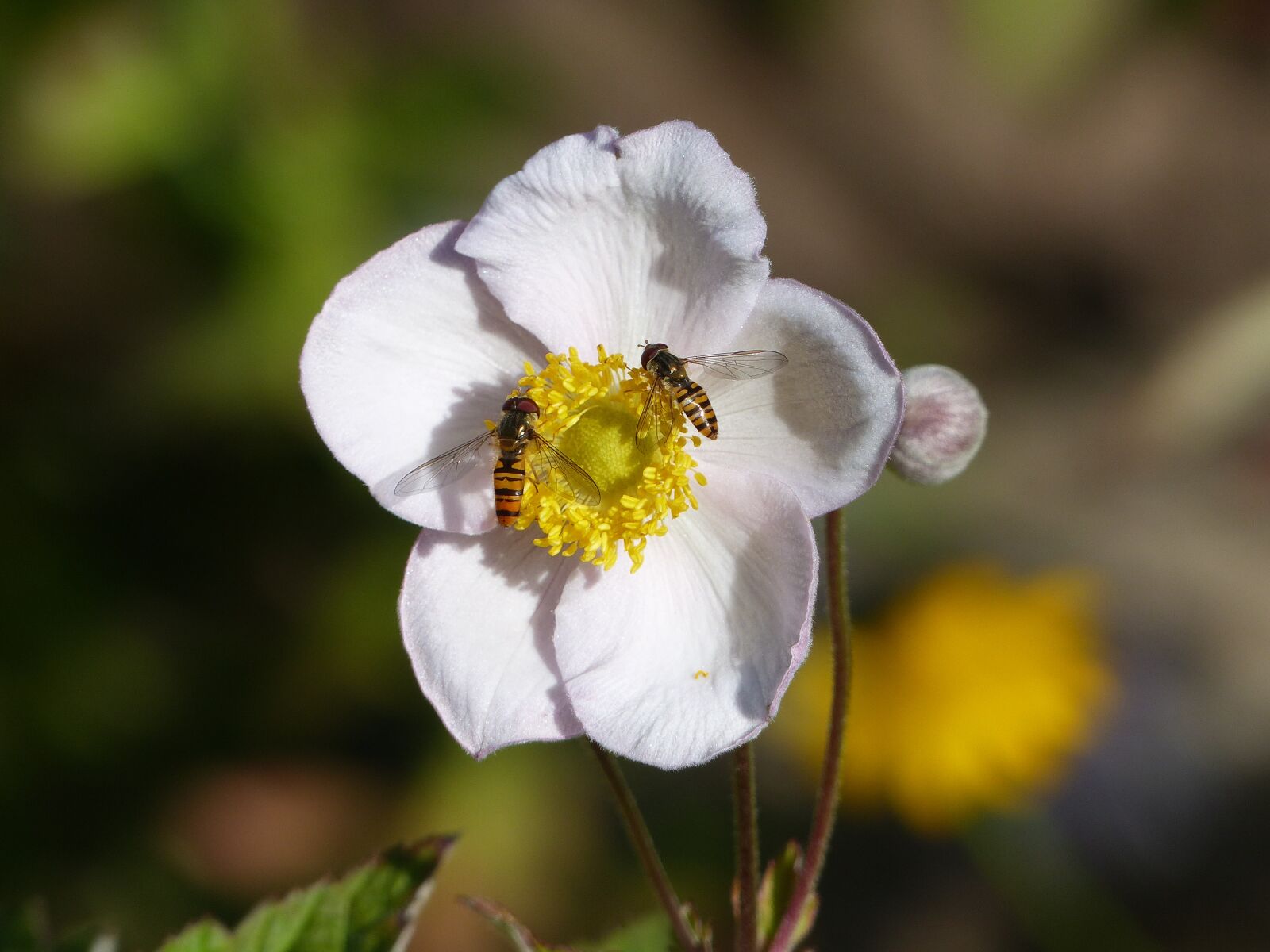 Panasonic Lumix DMC-FZ200 sample photo. Flower, insects, summer photography