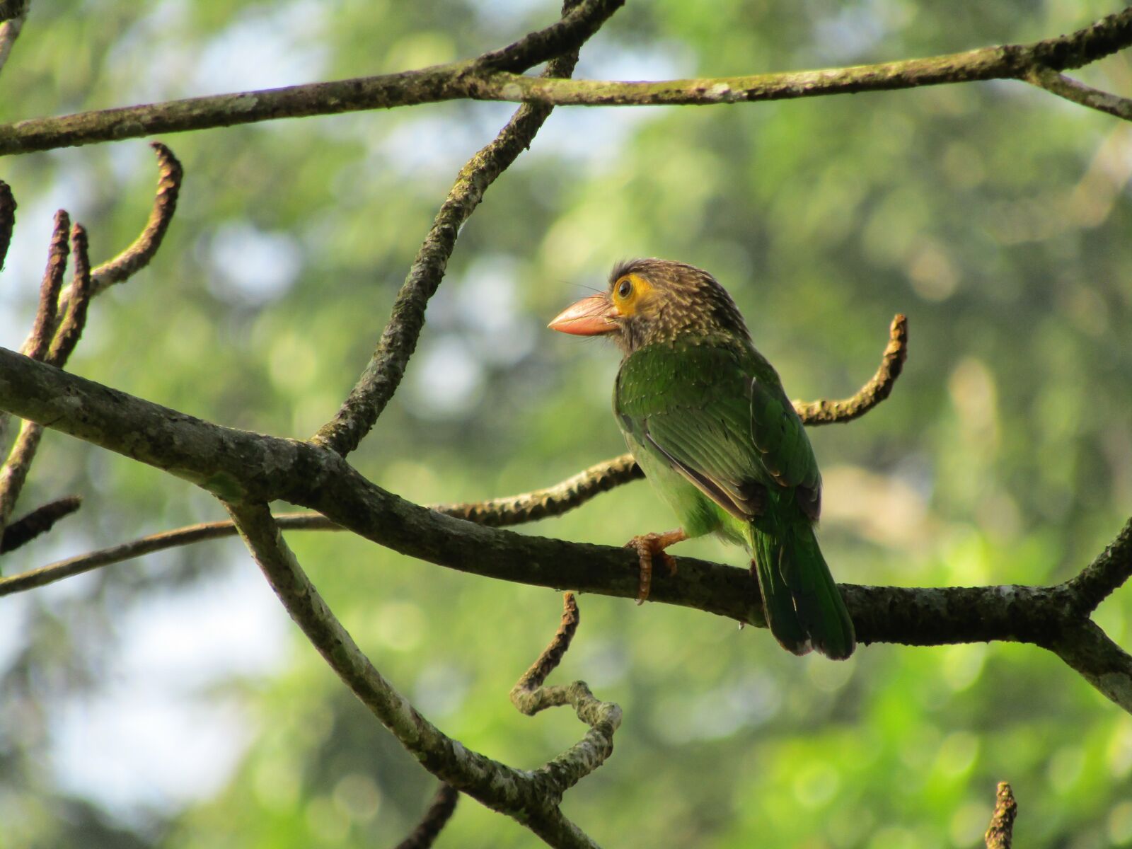 Canon POWERSHOT SX430 IS sample photo. Bird, wildlife, animal photography