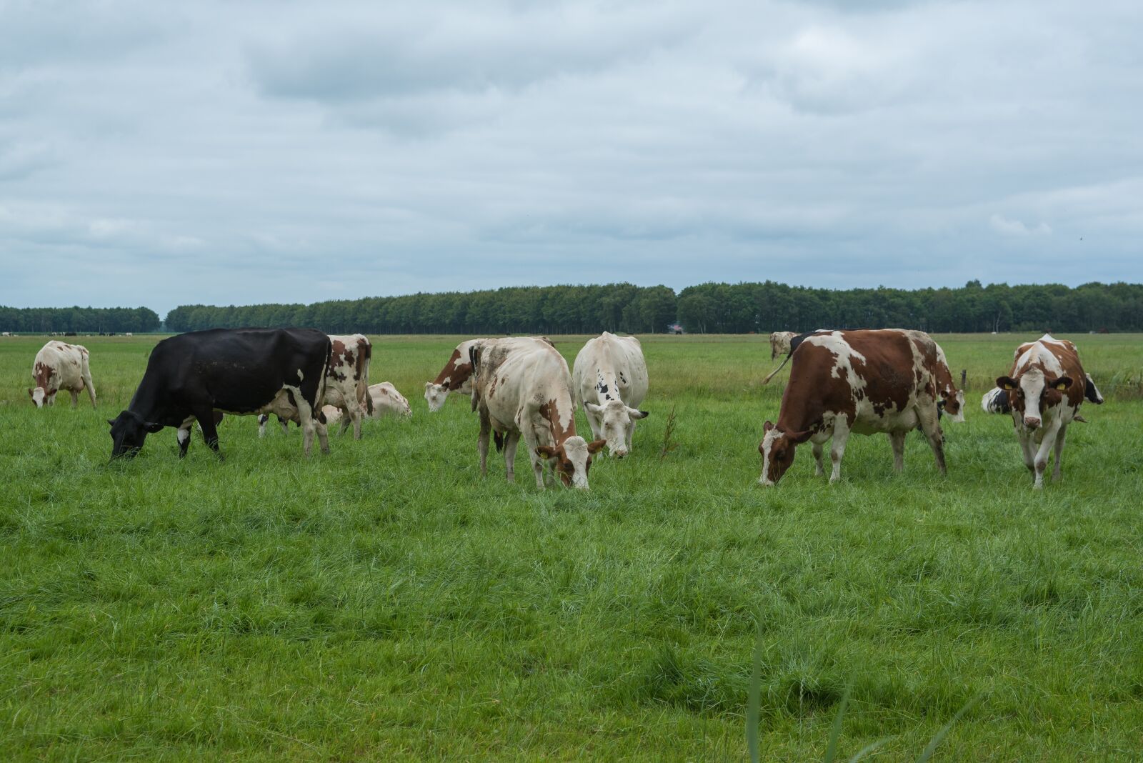 Nikon D750 sample photo. Cow, landscape, nature photography