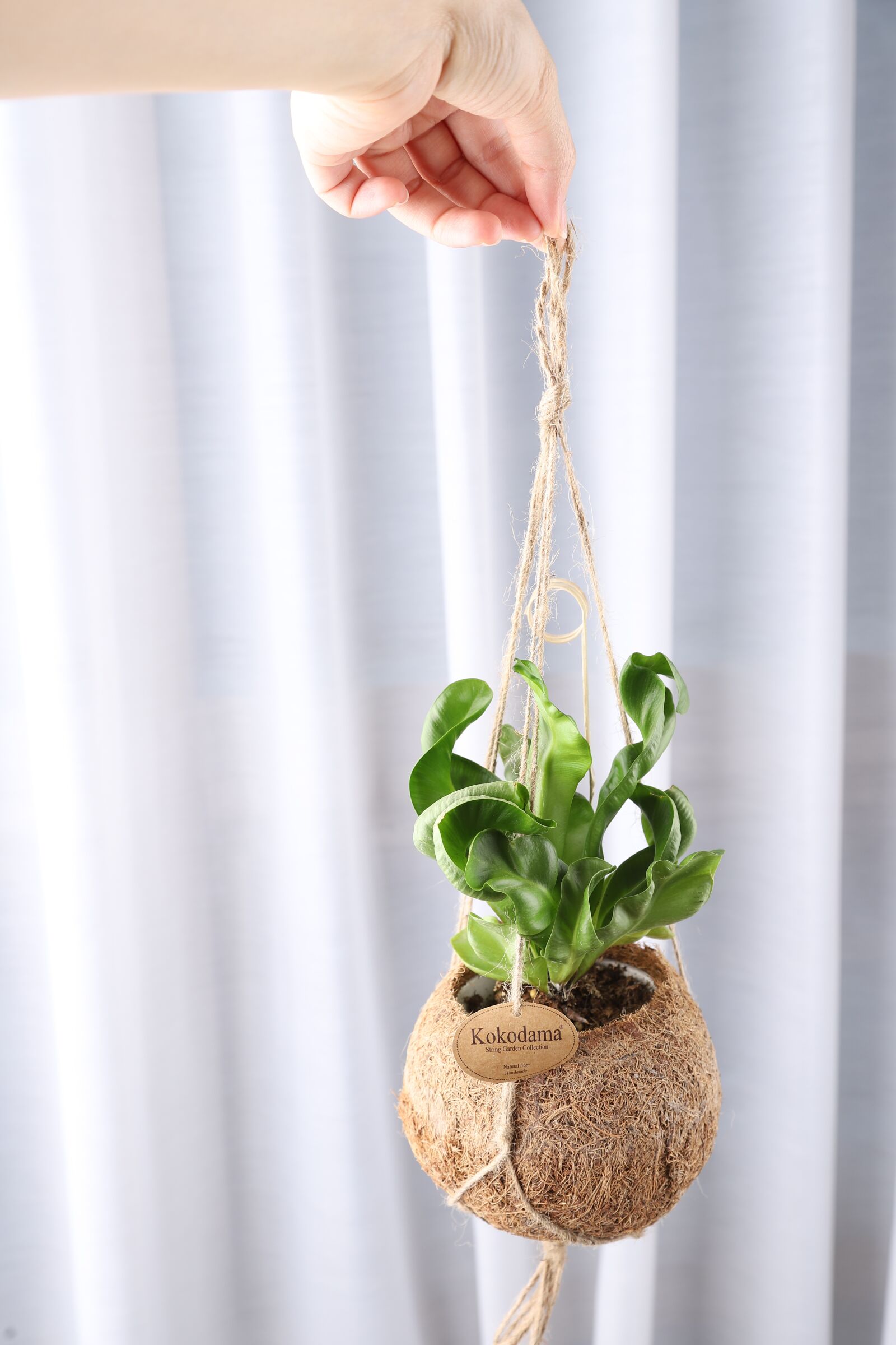 Canon EOS 6D Mark II sample photo. Cobra plants, coconut phone photography