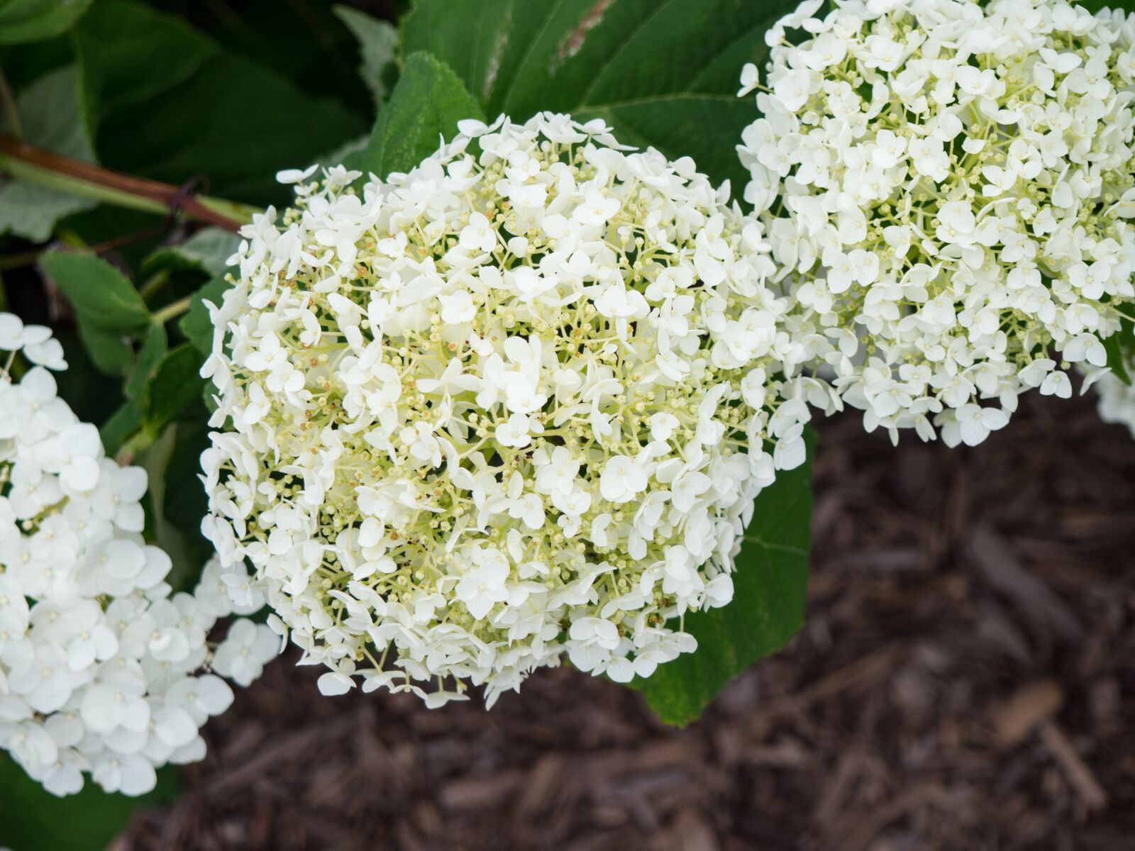 Olympus OM-D E-M10 sample photo. Outdoors, environment, green photography
