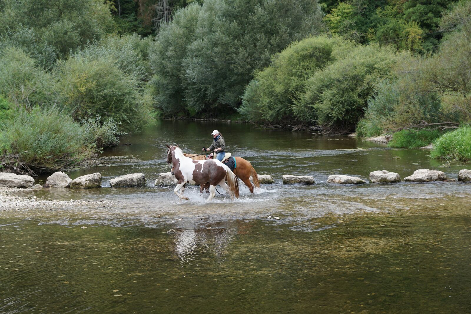 Sony DT 16-50mm F2.8 SSM sample photo. Horses, danube, water photography