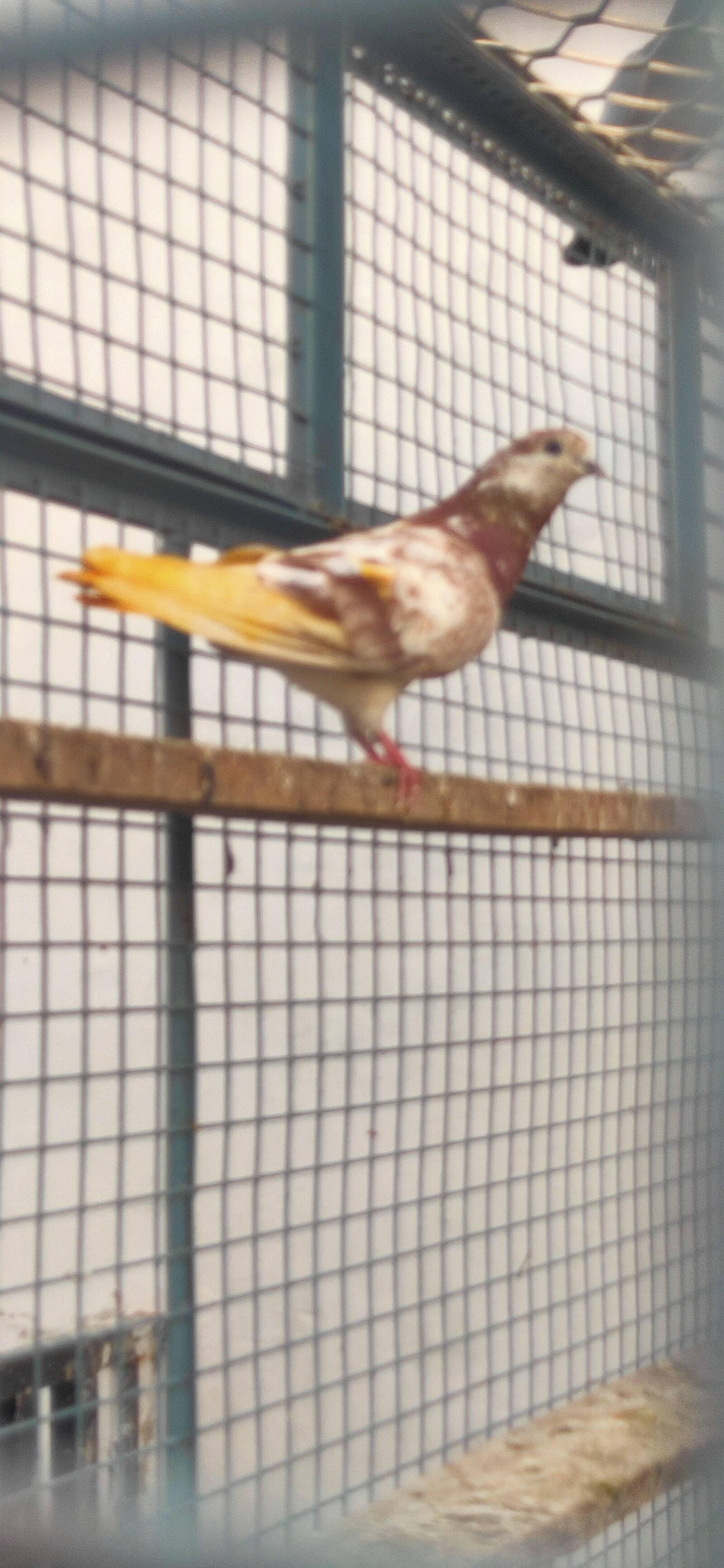 Realme 3 PRO sample photo. Pigeon, highflyer, jaunpur photography
