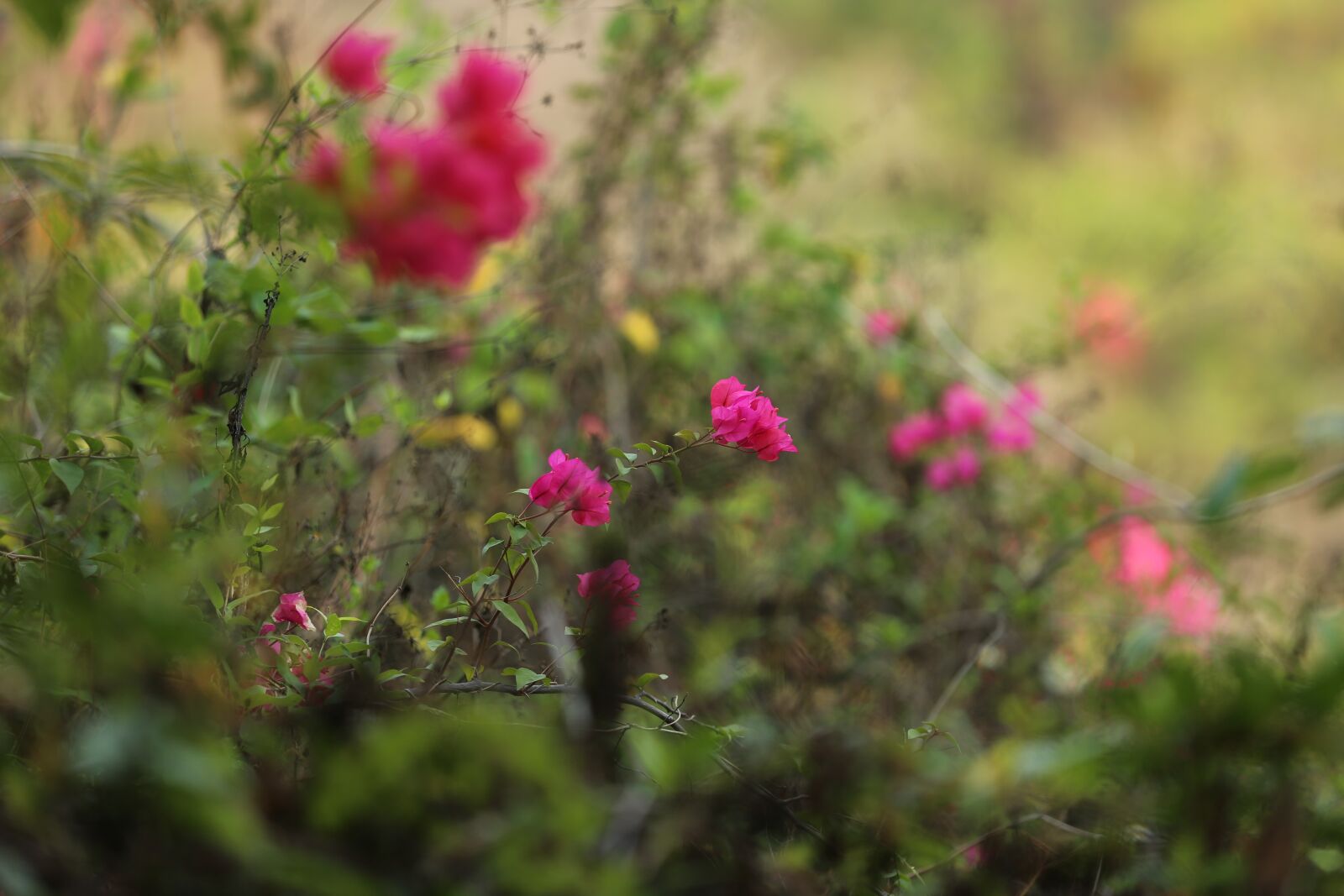 Canon EOS 5D Mark III sample photo. For, bougainvillea, spectabilis photography
