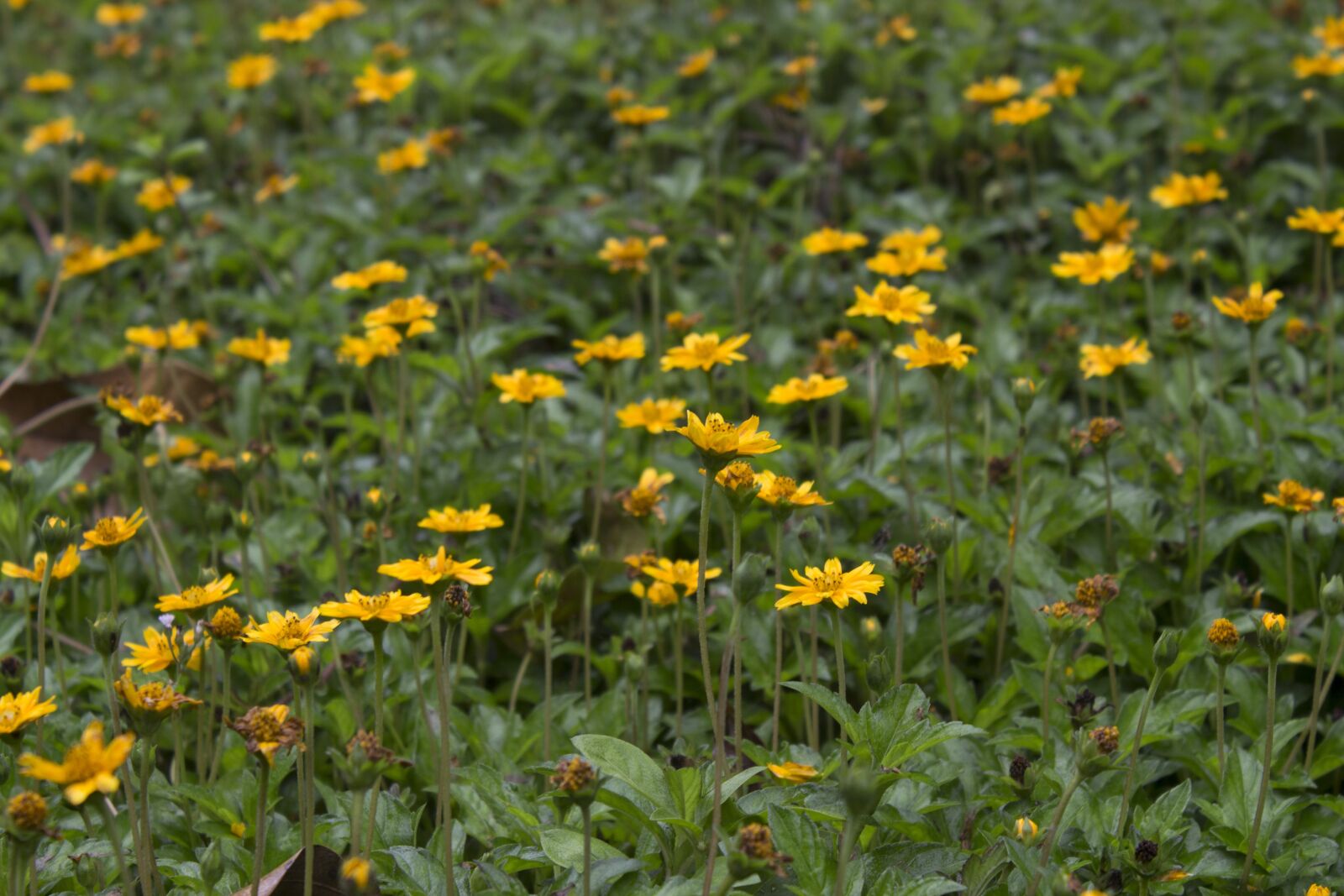 Canon EOS 700D (EOS Rebel T5i / EOS Kiss X7i) sample photo. Nature, flora, flower photography