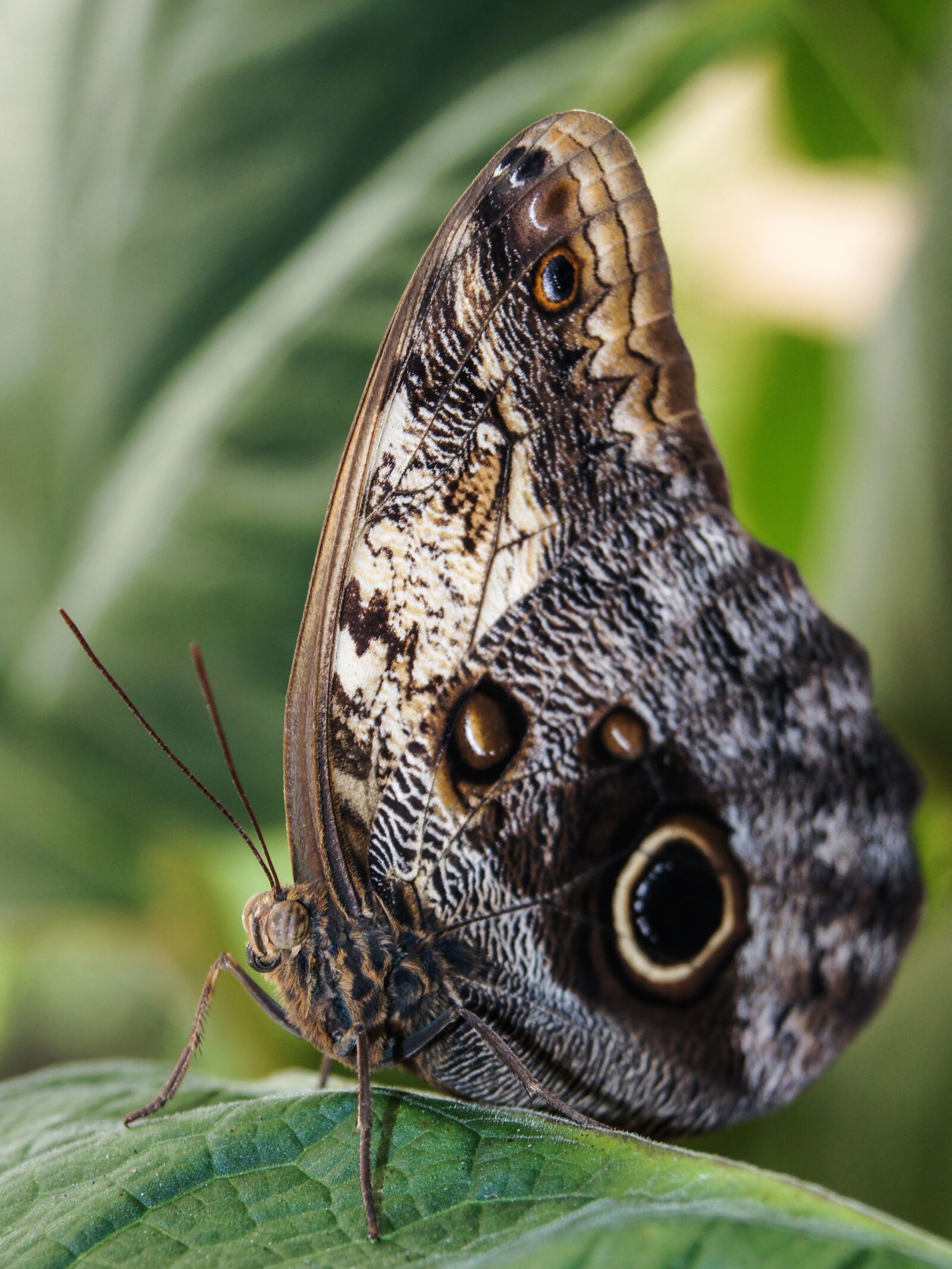 Sony SLT-A55 (SLT-A55V) sample photo. Butterfly, wings, butterfly wings photography