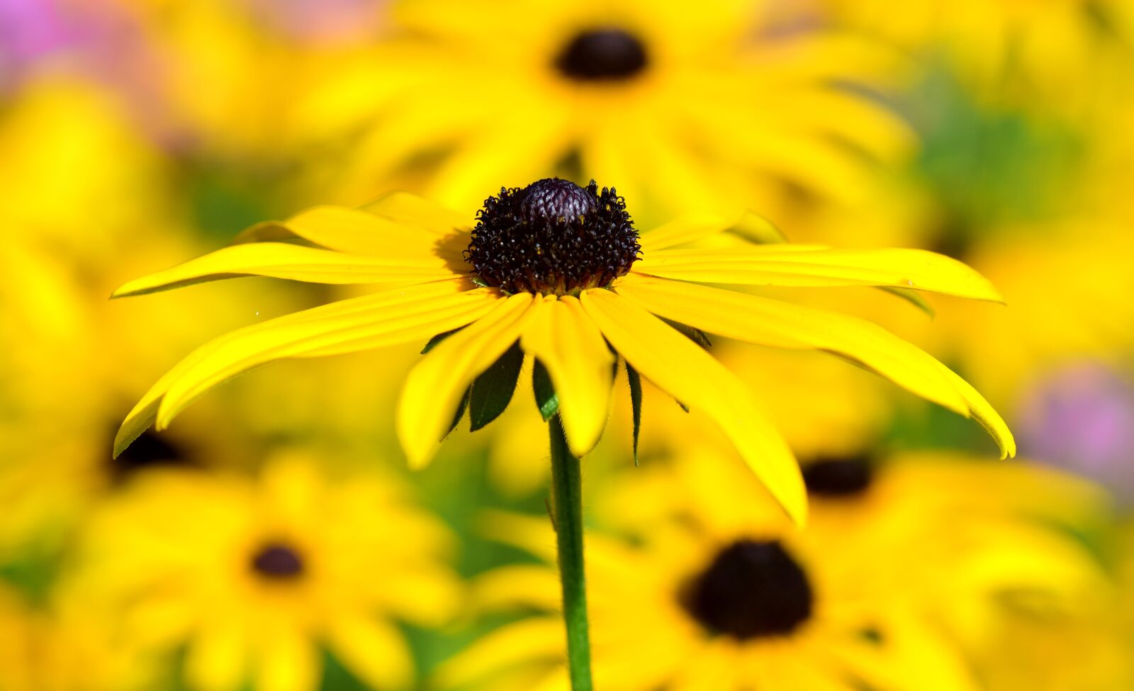 Nikon D3300 sample photo. Rudbeckia fulgida, shining coneflower photography