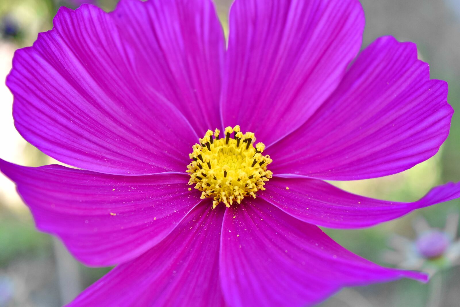 Nikon D5500 sample photo. Garden, vegetation, daisy, plant photography