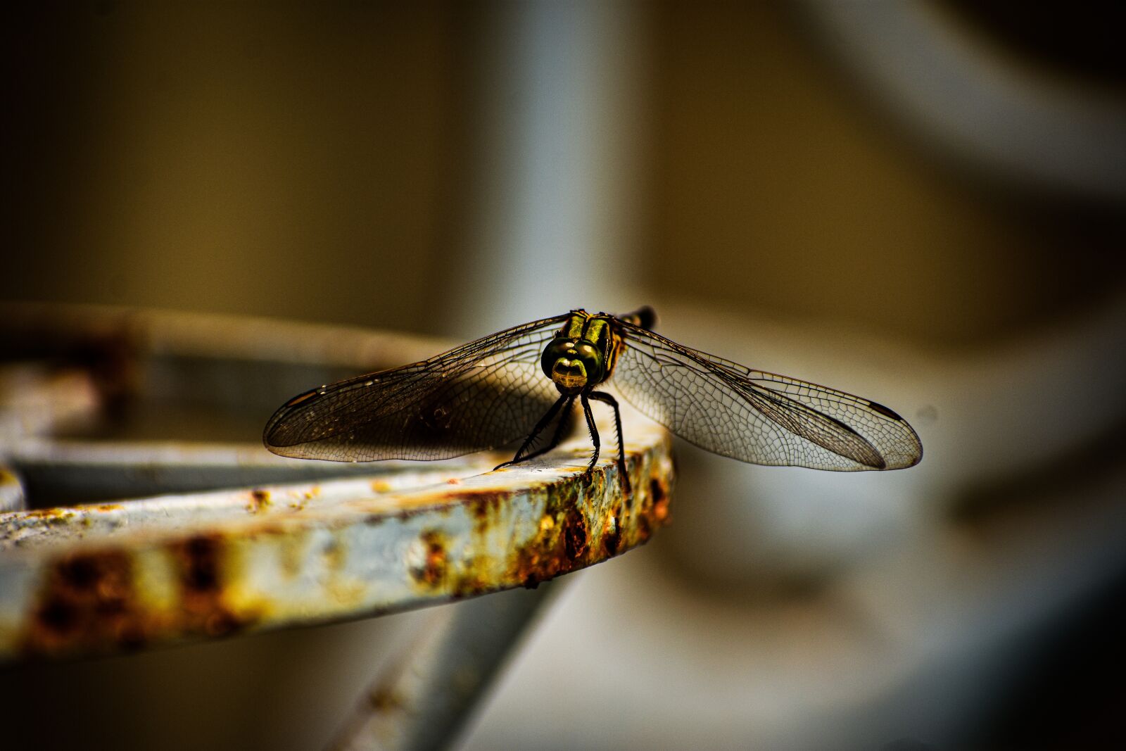 Nikon D3400 sample photo. Insect, bird, nature photography