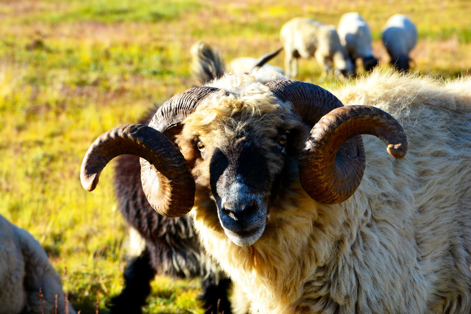 Nikon D7100 sample photo. Landscape, kaçkars, animal photography