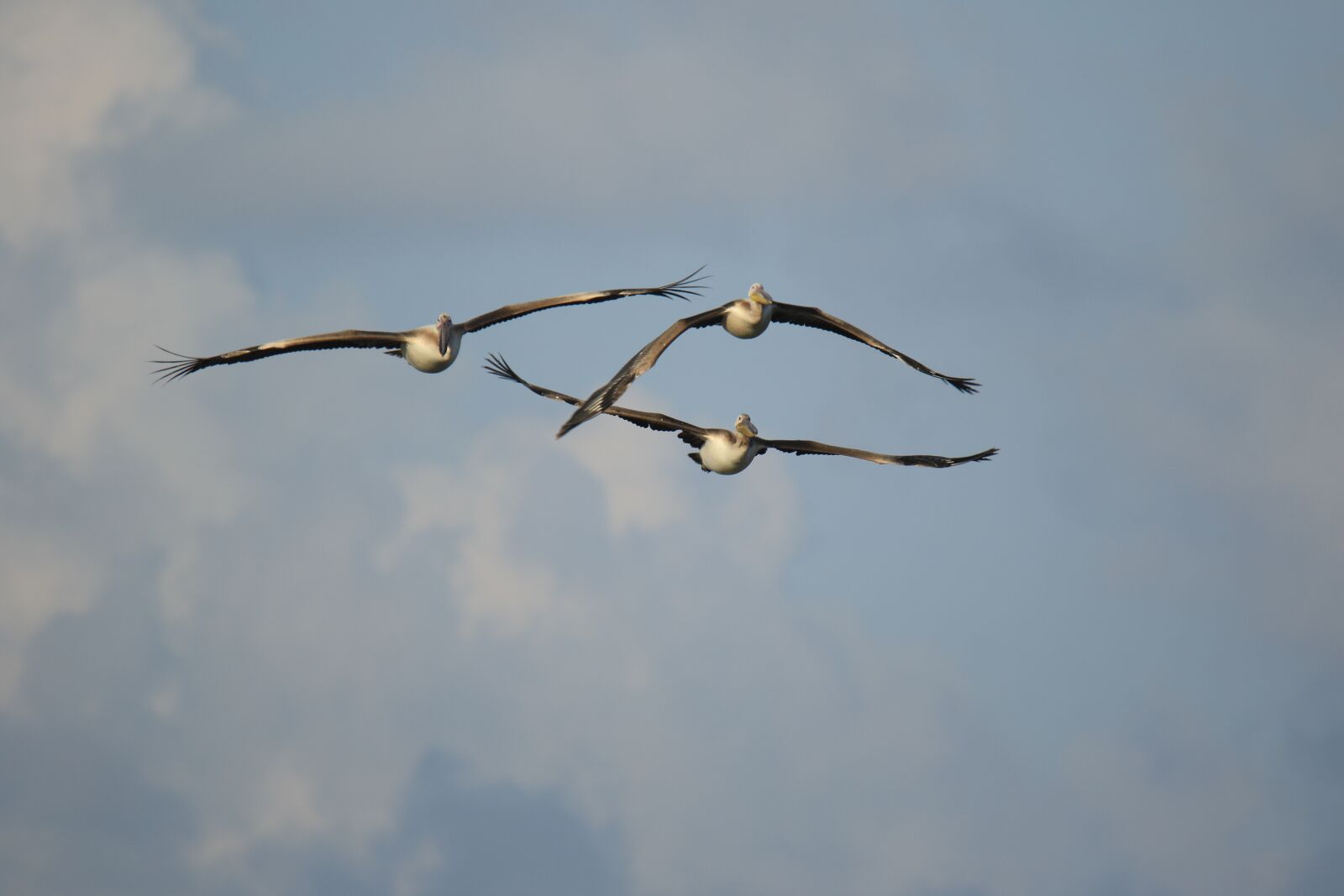 Canon EOS 7D Mark II sample photo. Birds, pelican, fly photography