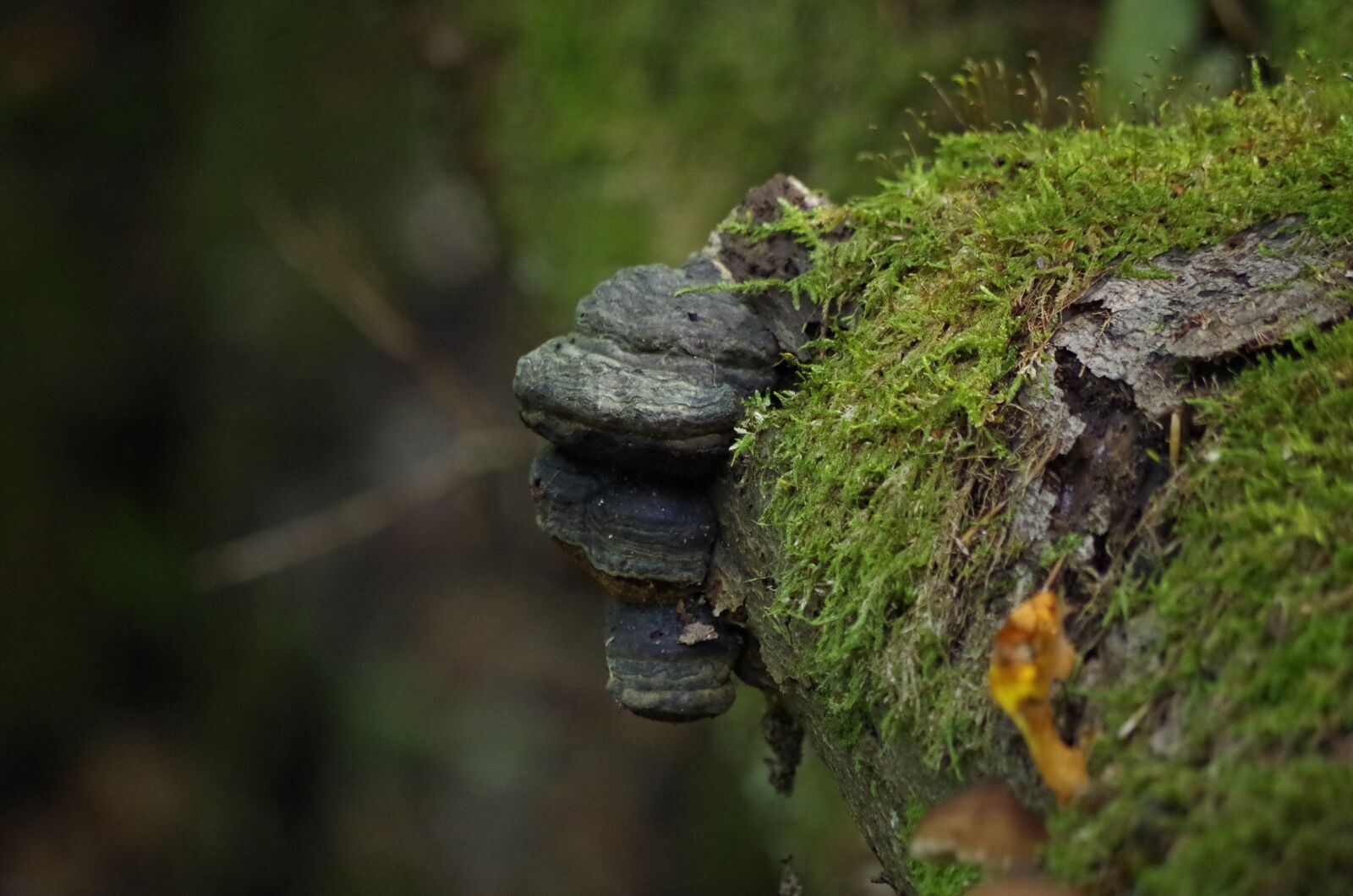 Pentax K-50 sample photo. Mushrooms, log, moss photography
