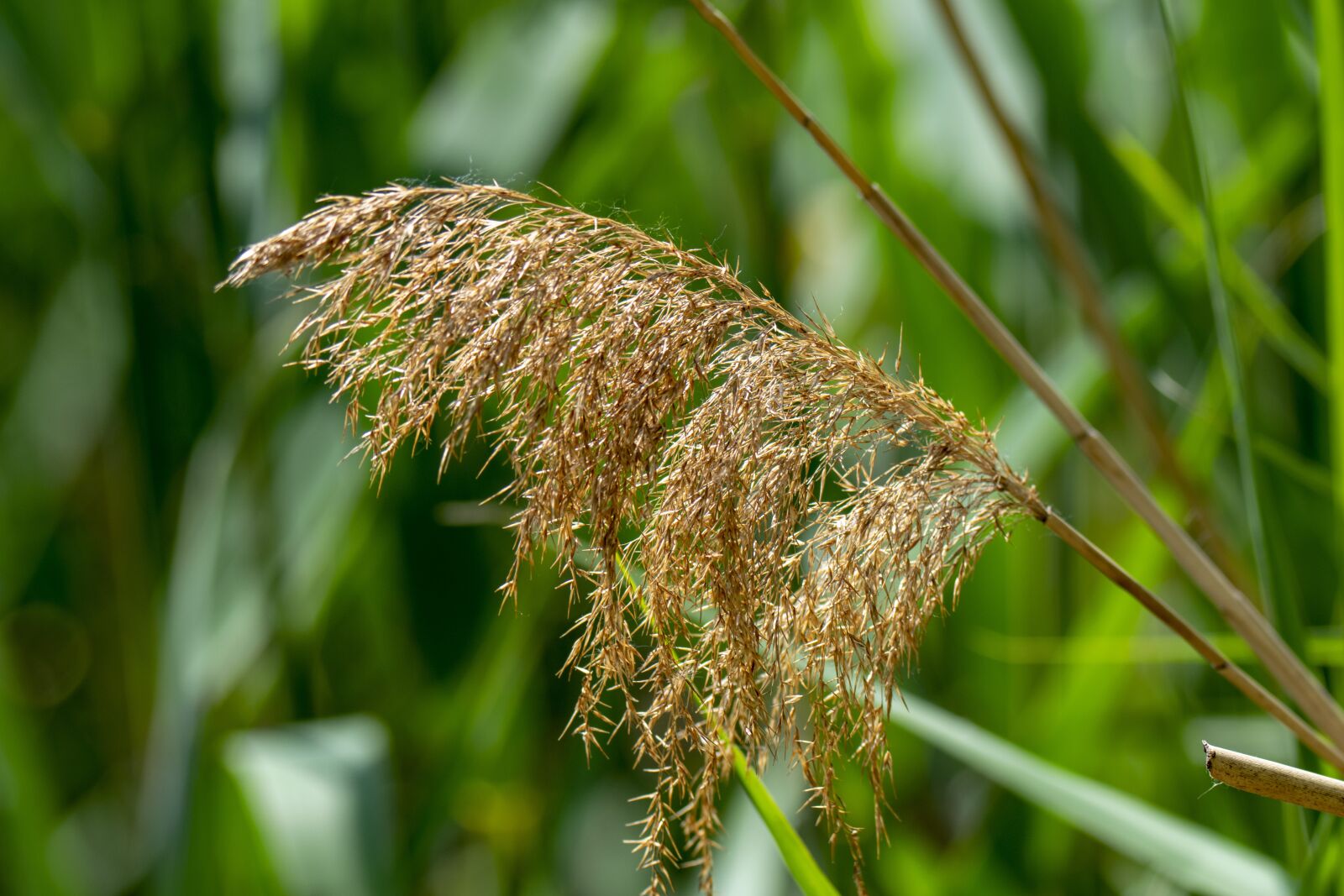 Nikon D5300 sample photo. Reed, by chaitanya k photography