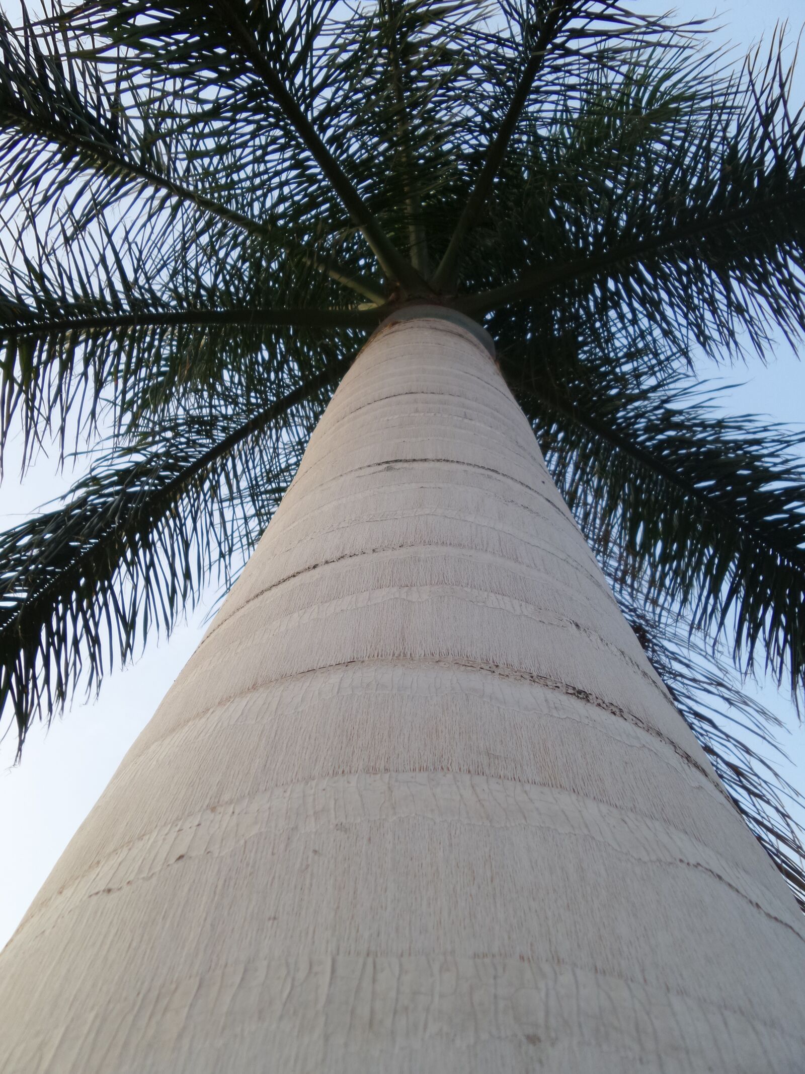 Samsung Galaxy K Zoom sample photo. Palm, holiday, nature photography