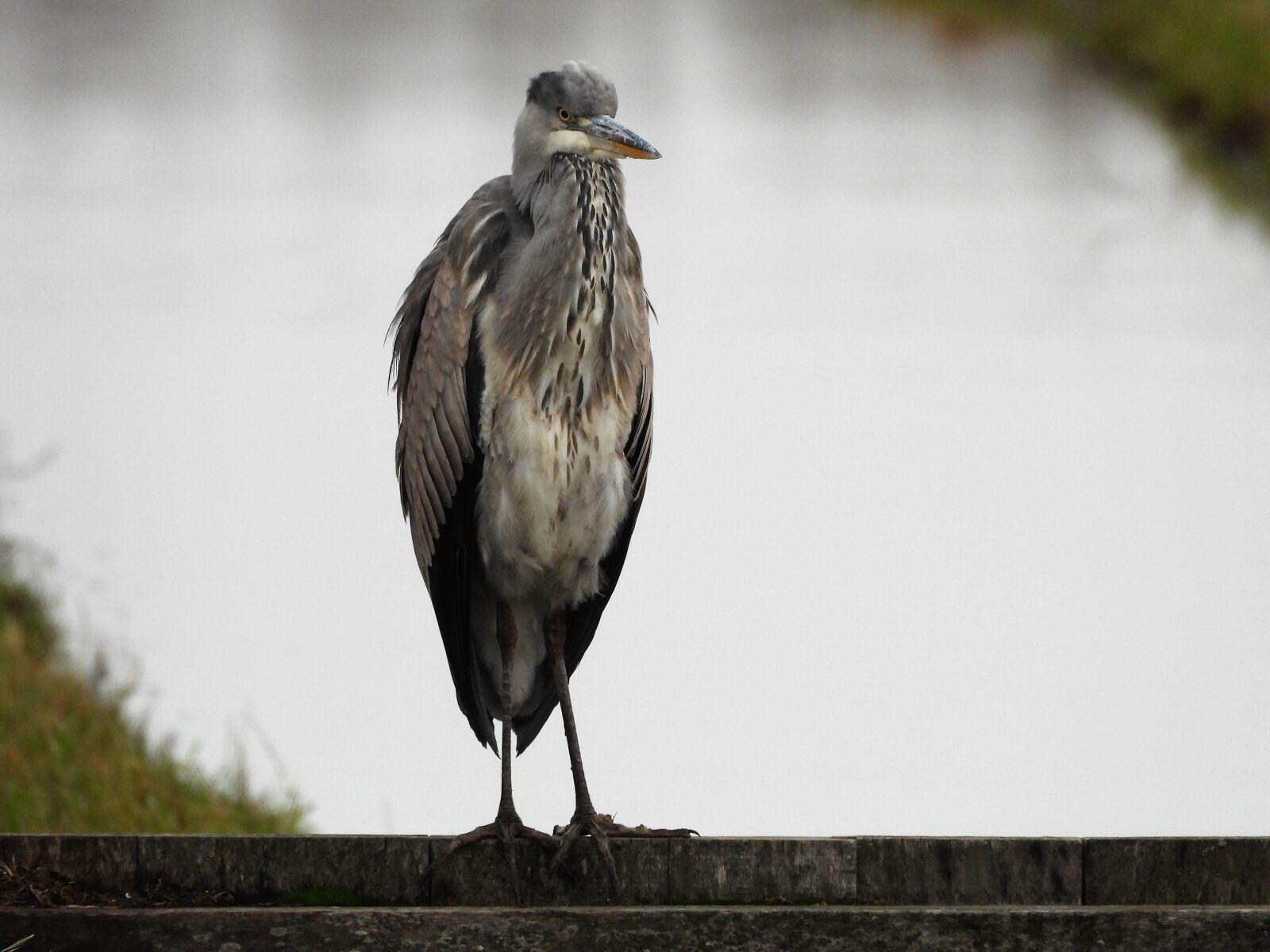 Nikon Coolpix P1000 sample photo. Blue heron, herons, roeipotigen photography