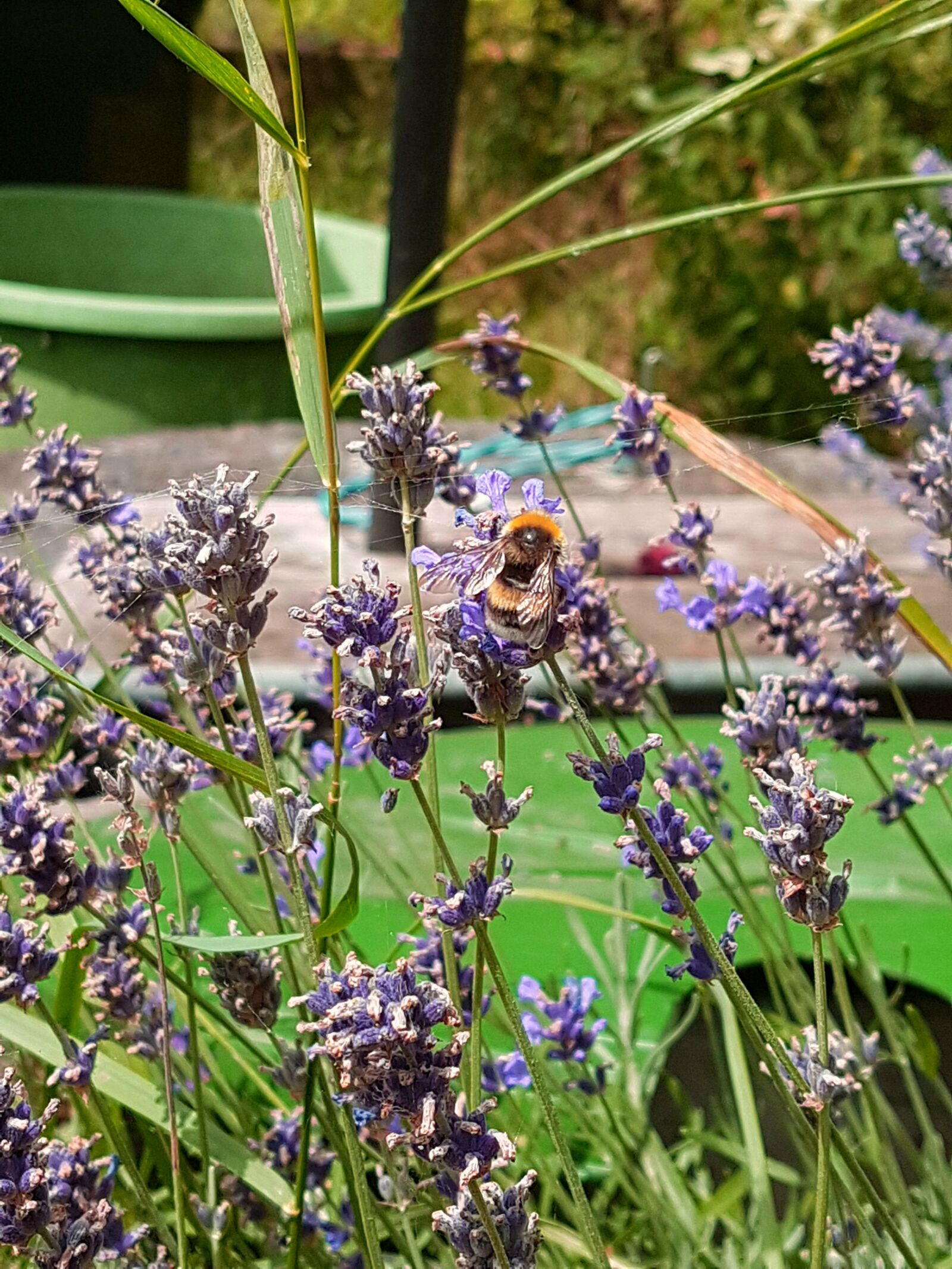 Samsung Galaxy S7 Edge sample photo. Flower, bee, nature photography