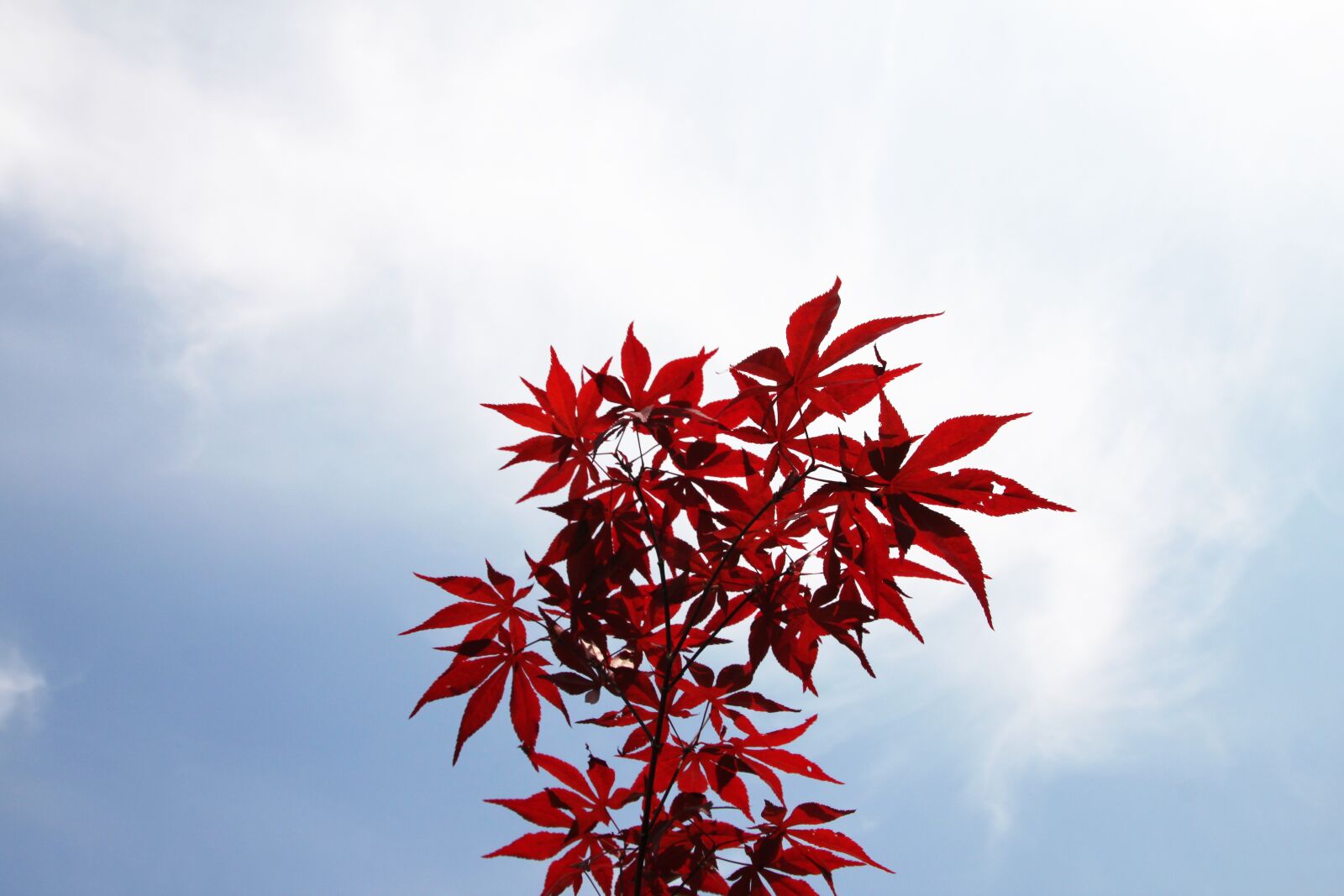Canon EOS 500D (EOS Rebel T1i / EOS Kiss X3) sample photo. Plant, maple, japanese photography