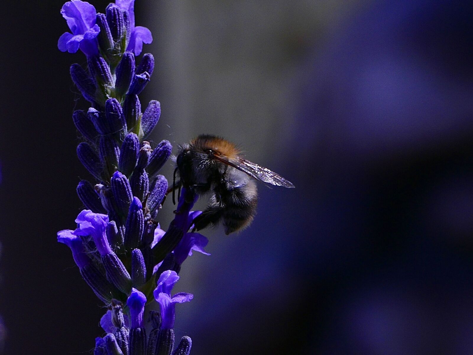 Panasonic Lumix DMC-FZ1000 sample photo. Bee, lavender, insects photography
