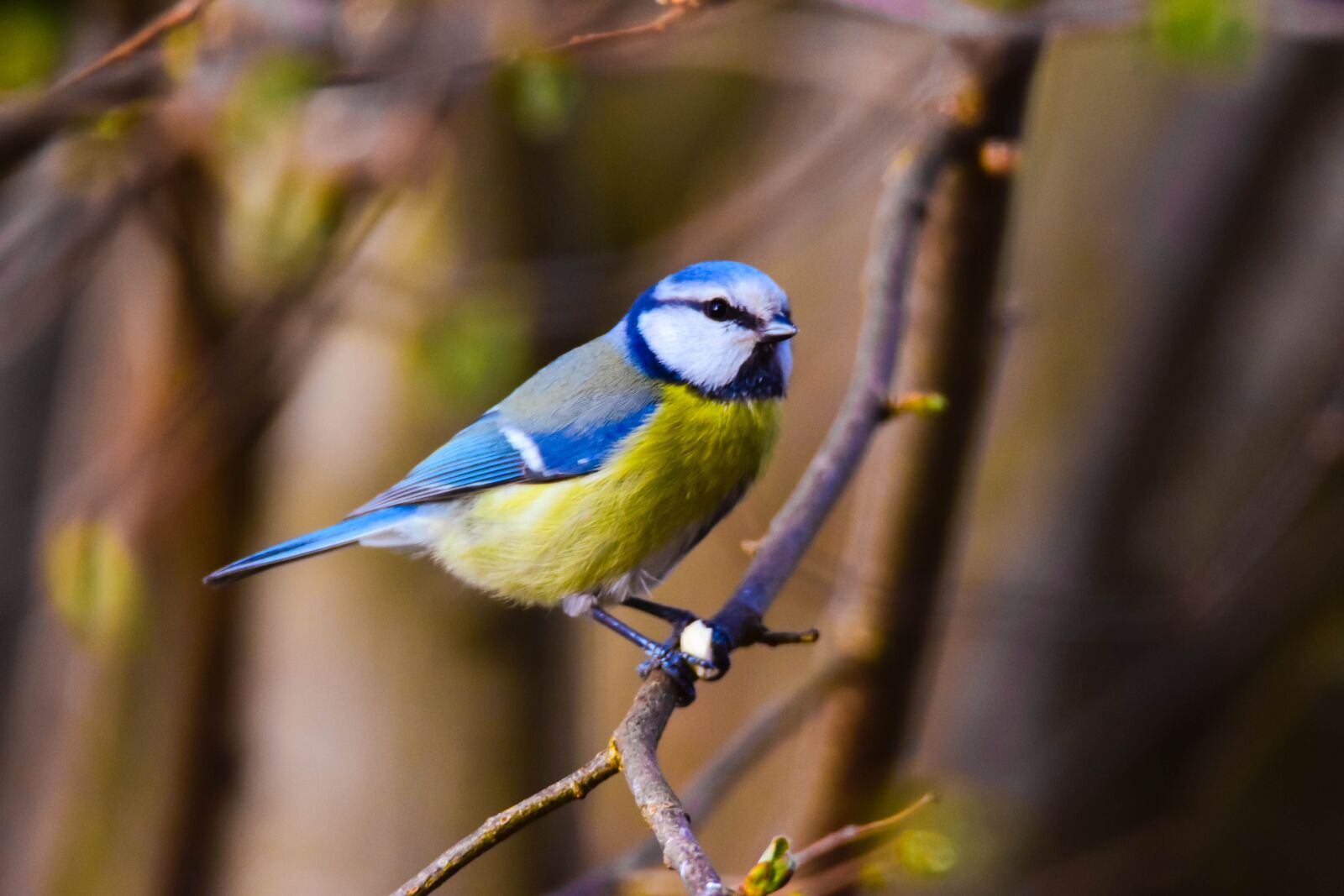 Nikon D3400 sample photo. Bird, nature, tit photography