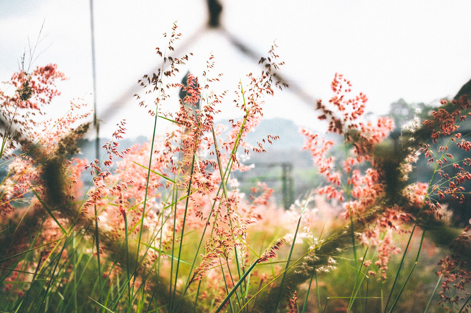Nikon D3200 sample photo. Pink, petaled, flower, outside photography