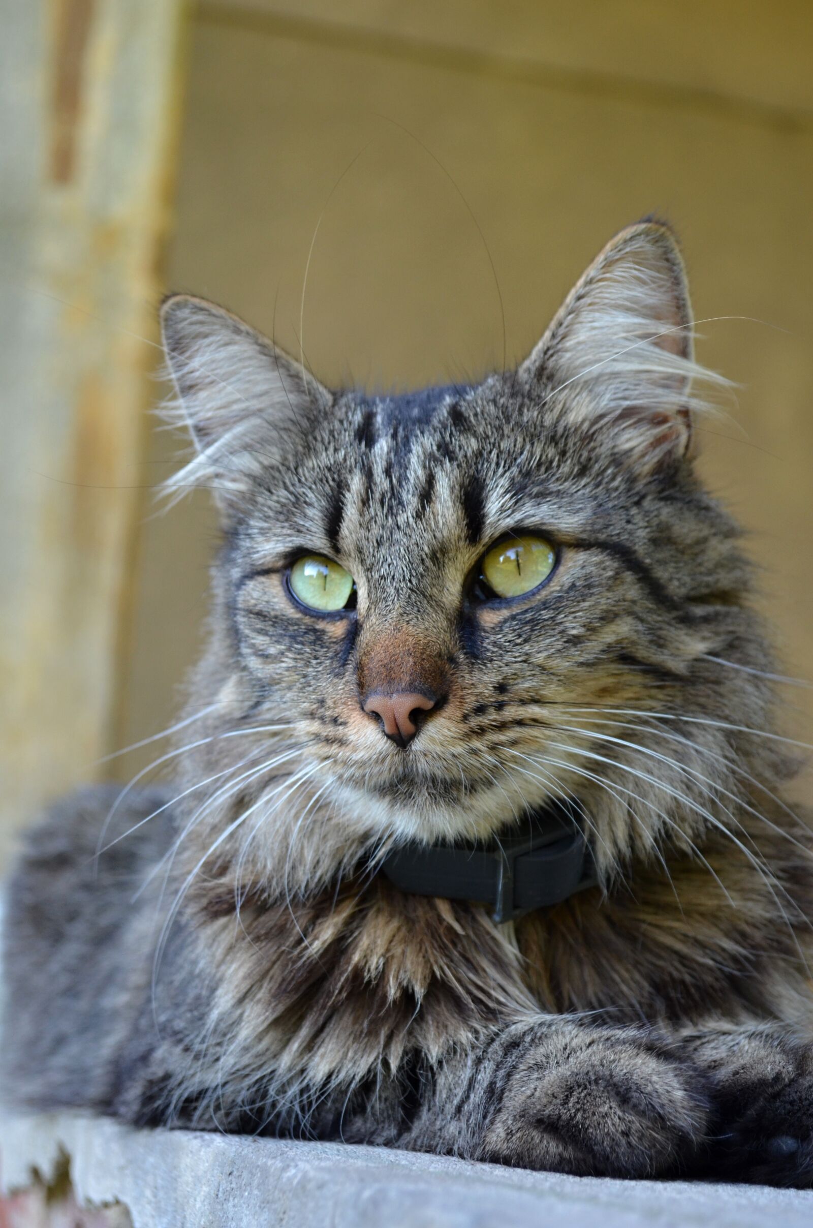 Nikon D5100 sample photo. Tomcat, animal, head photography