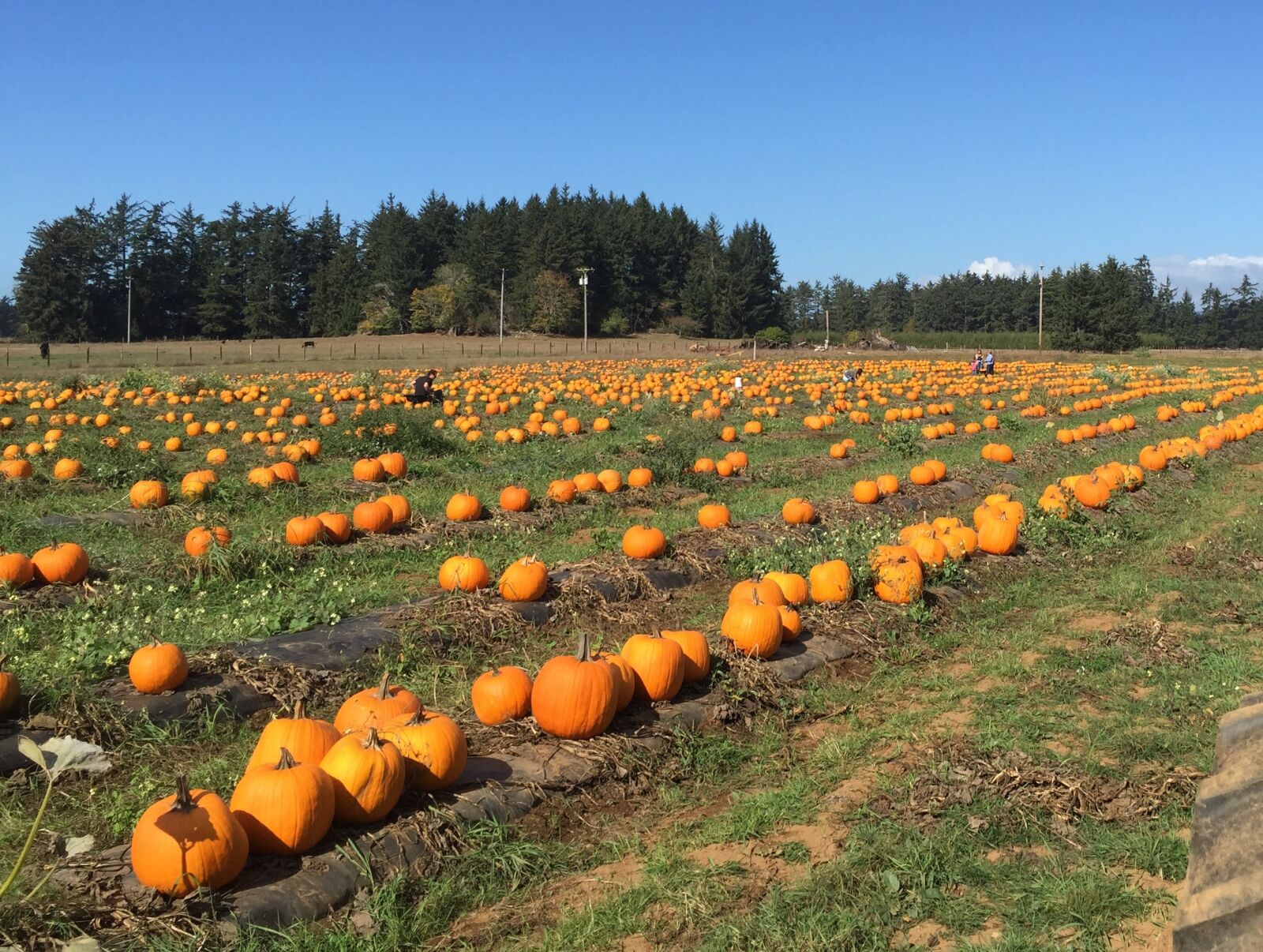 iPhone 6 Plus back camera 4.15mm f/2.2 sample photo. Pumpkin, farm, harvest photography