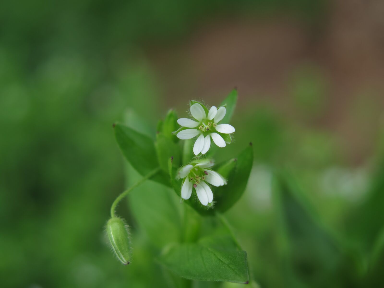Canon PowerShot G16 sample photo. Chickweed, leaf, nature photography