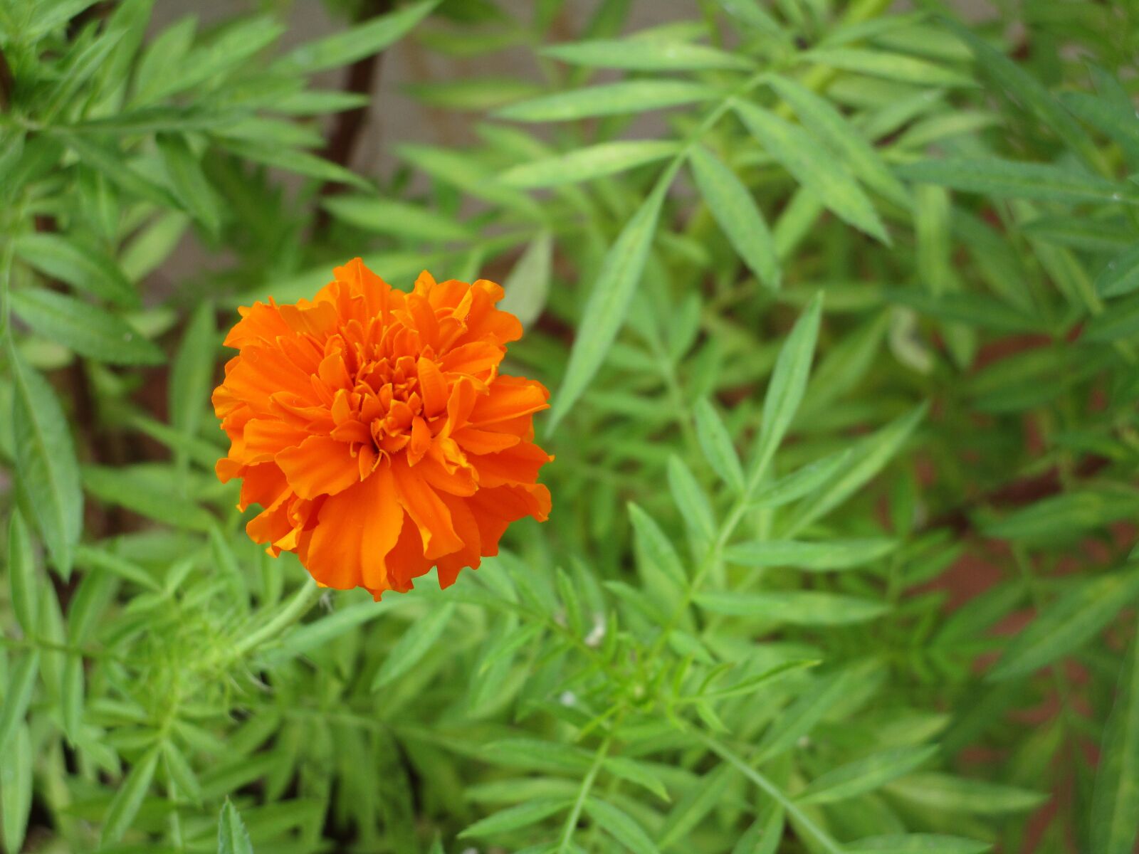 Canon PowerShot ELPH 150 IS (IXUS 155 / IXY 140) sample photo. Flower, marigold flower, marigold photography