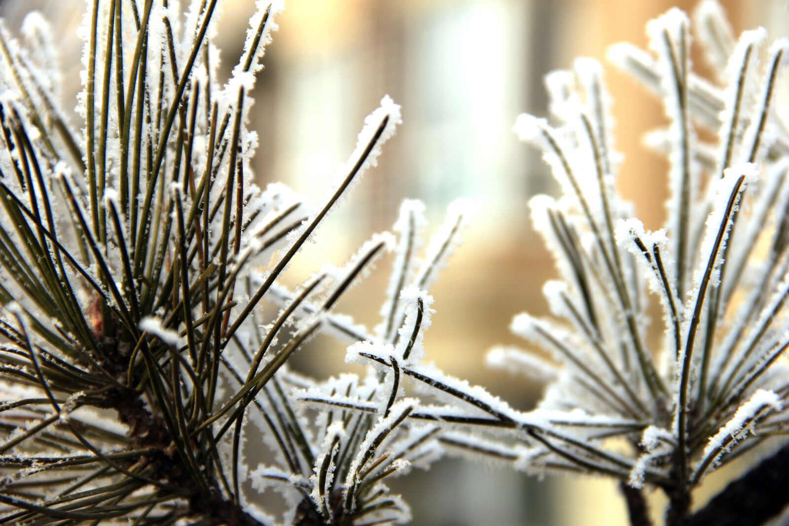Canon EF-S 18-135mm F3.5-5.6 IS sample photo. Frost, ice hanging, cream photography