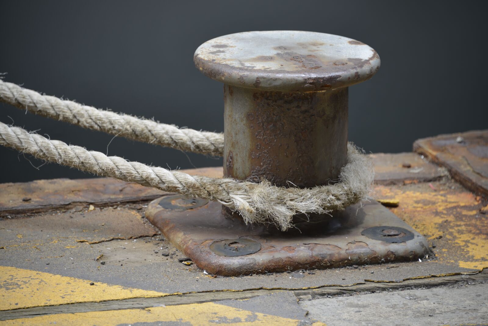 Nikon D800E sample photo. Wellington, marine, rope photography