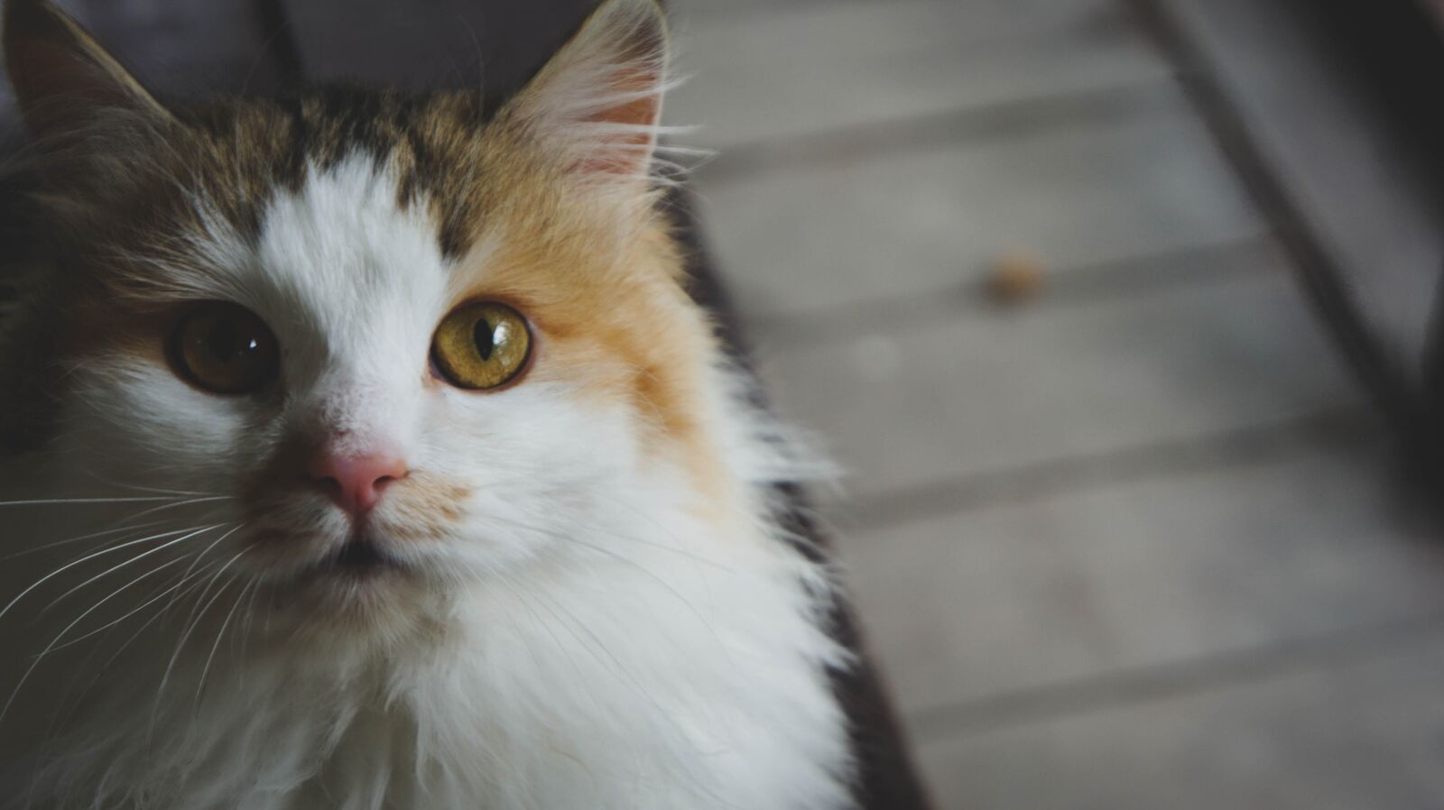 Sony Alpha NEX-5 sample photo. Cat, animal, portrait photography