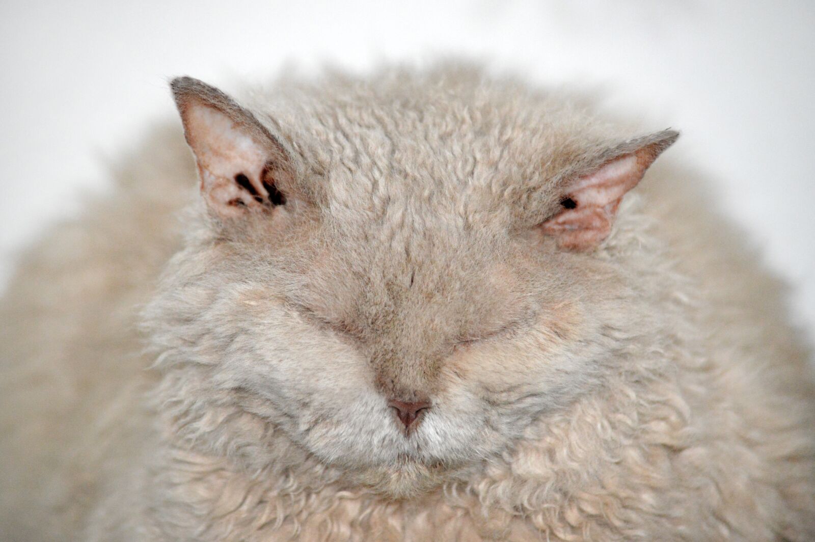 Nikon D3200 sample photo. Cat, thick, fat photography