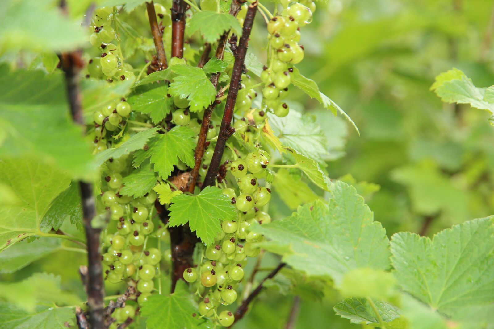 Canon EOS 650D (EOS Rebel T4i / EOS Kiss X6i) + Canon EF-S 15-85mm F3.5-5.6 IS USM sample photo. Currant, berry, unripe photography