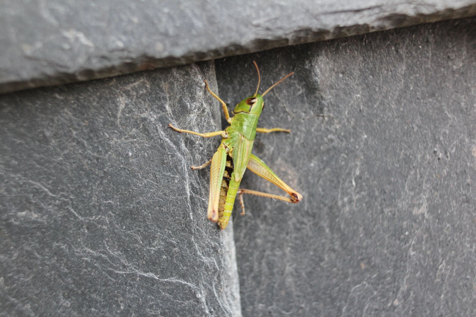 Canon EOS 600D (Rebel EOS T3i / EOS Kiss X5) + Canon EF-S 18-55mm F3.5-5.6 III sample photo. Grasshopper, insect, bug photography