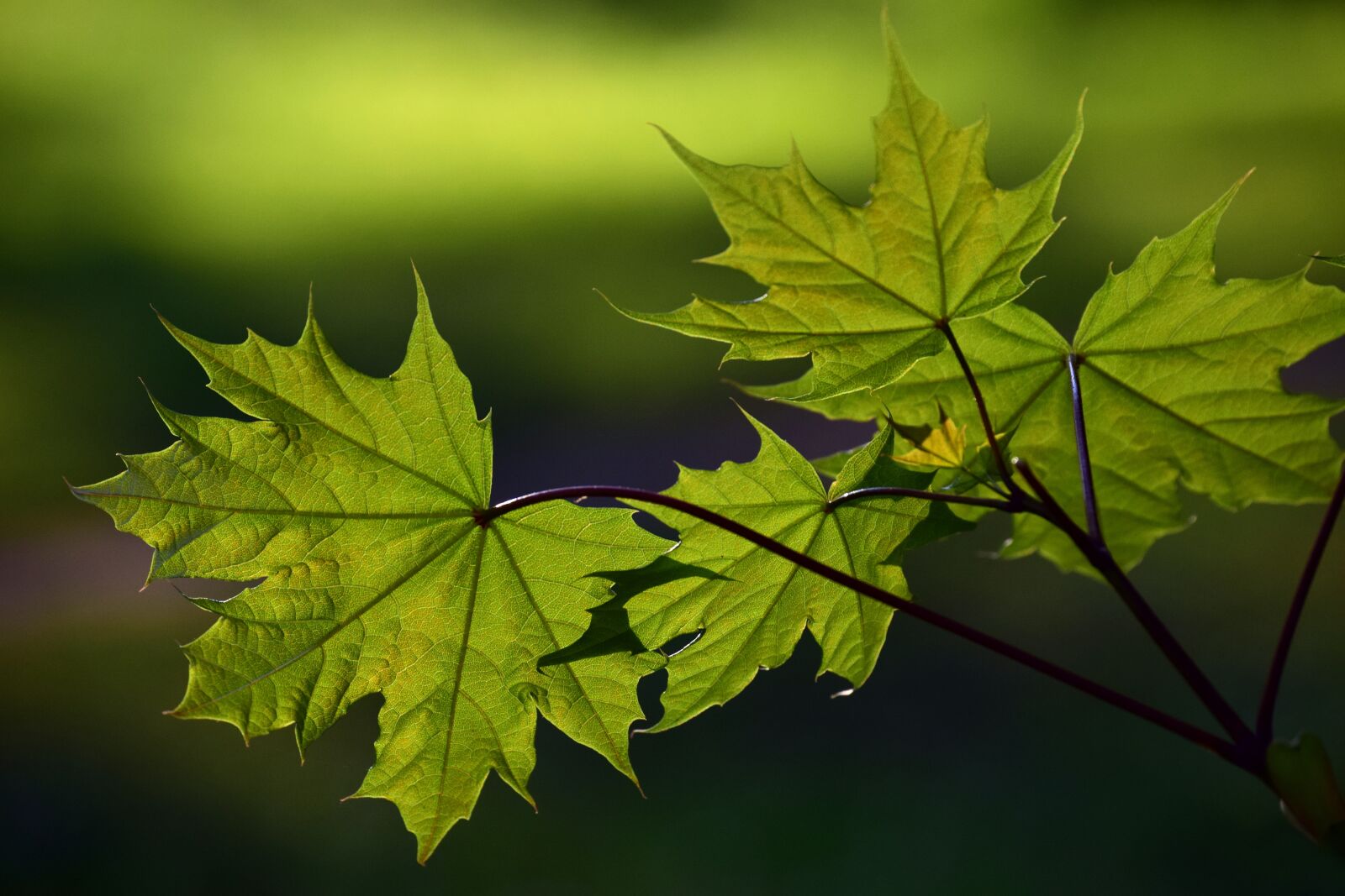 Nikon D3300 sample photo. Leaf, plant, nature photography